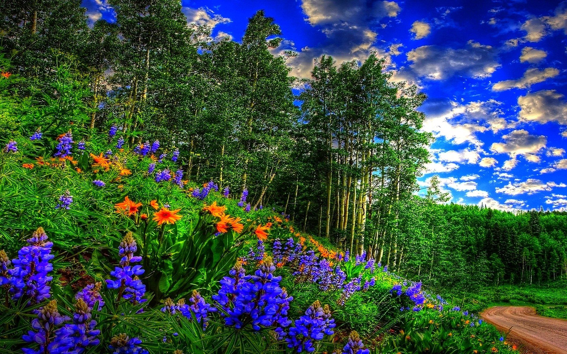 Wildflowers in Spring Forest HD Wallpaper