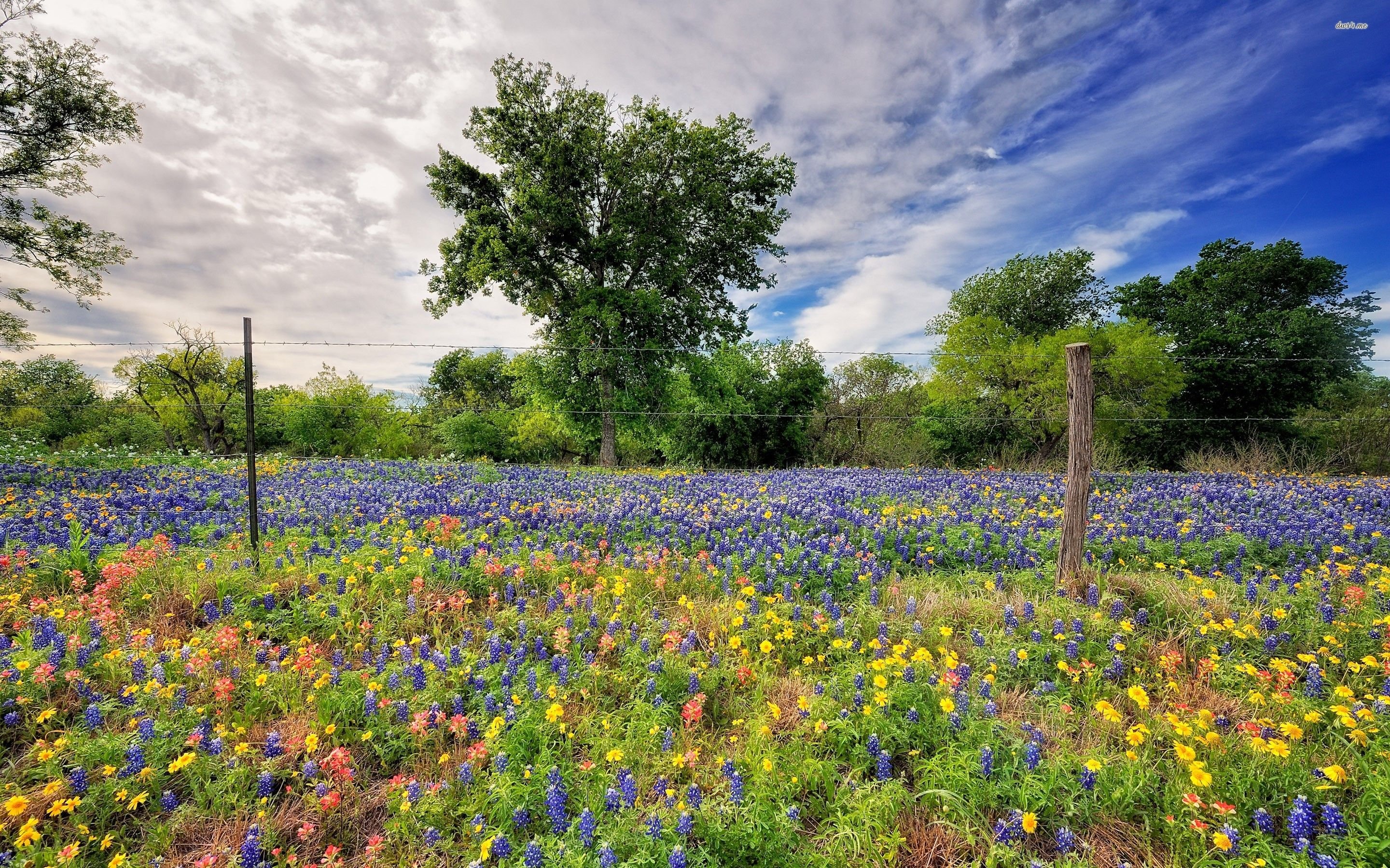 Spring Wildflowers Wallpapers - Wallpaper Cave