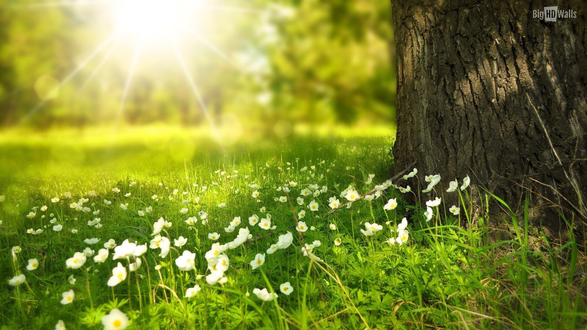 Wild Flowers Wallpaper