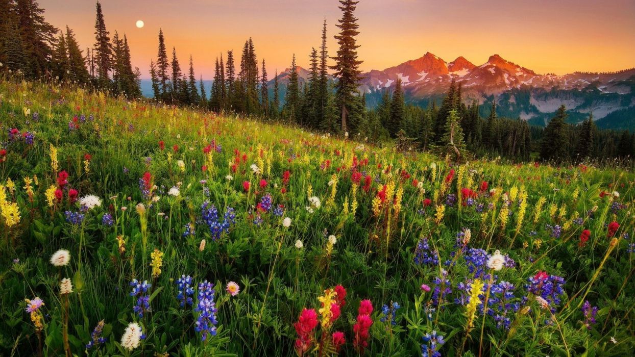 Flower Colorful Lovely Nature Sunset Meadow Mountain Wildflowers