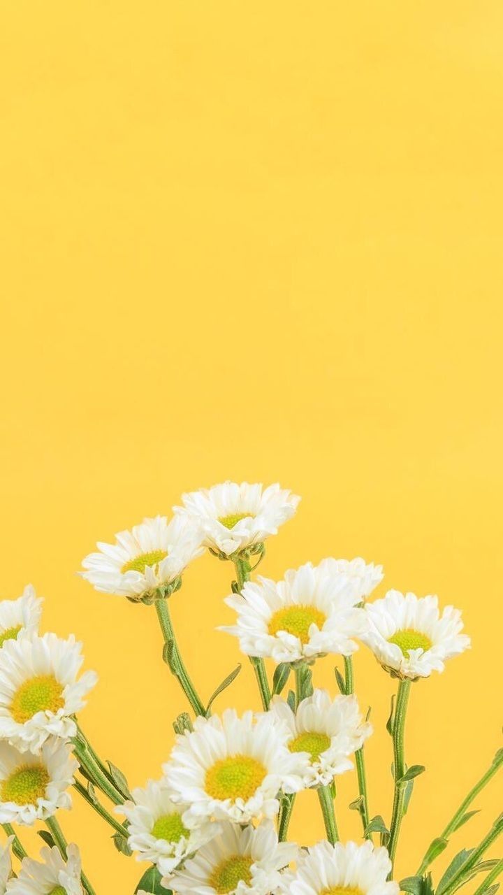 Perfect wallpaper for your perfect phone. Bunga daisy, Latar