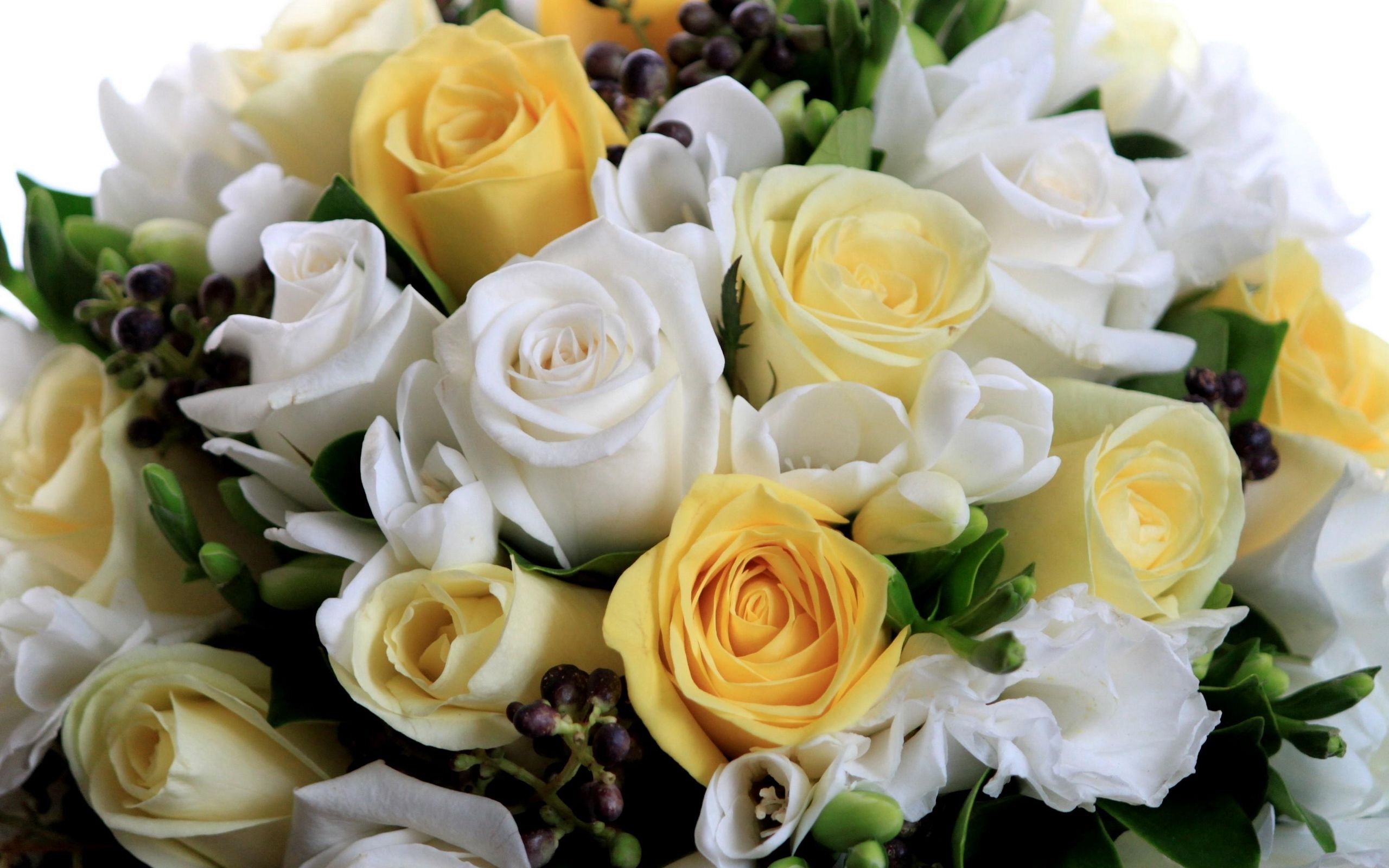 Download wallpaper 2560x1600 roses, flowers, white, yellow, flower