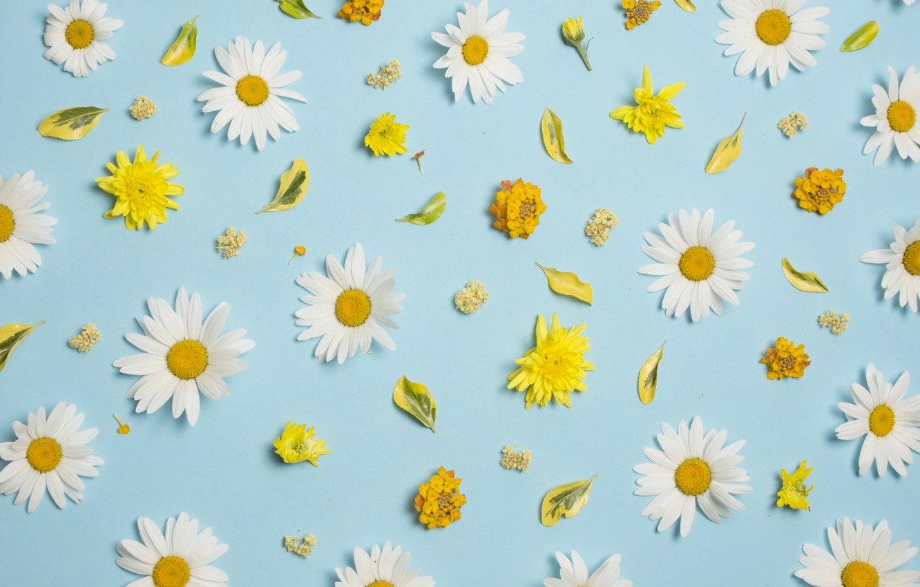 Wallpaper flowers, chamomile, white, chrysanthemum, yellow