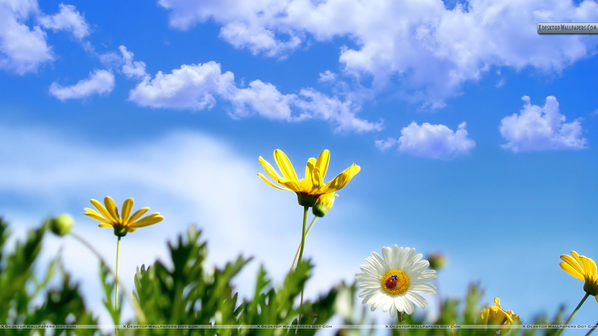 White & Yellow Flower In Spring Time Wallpaper