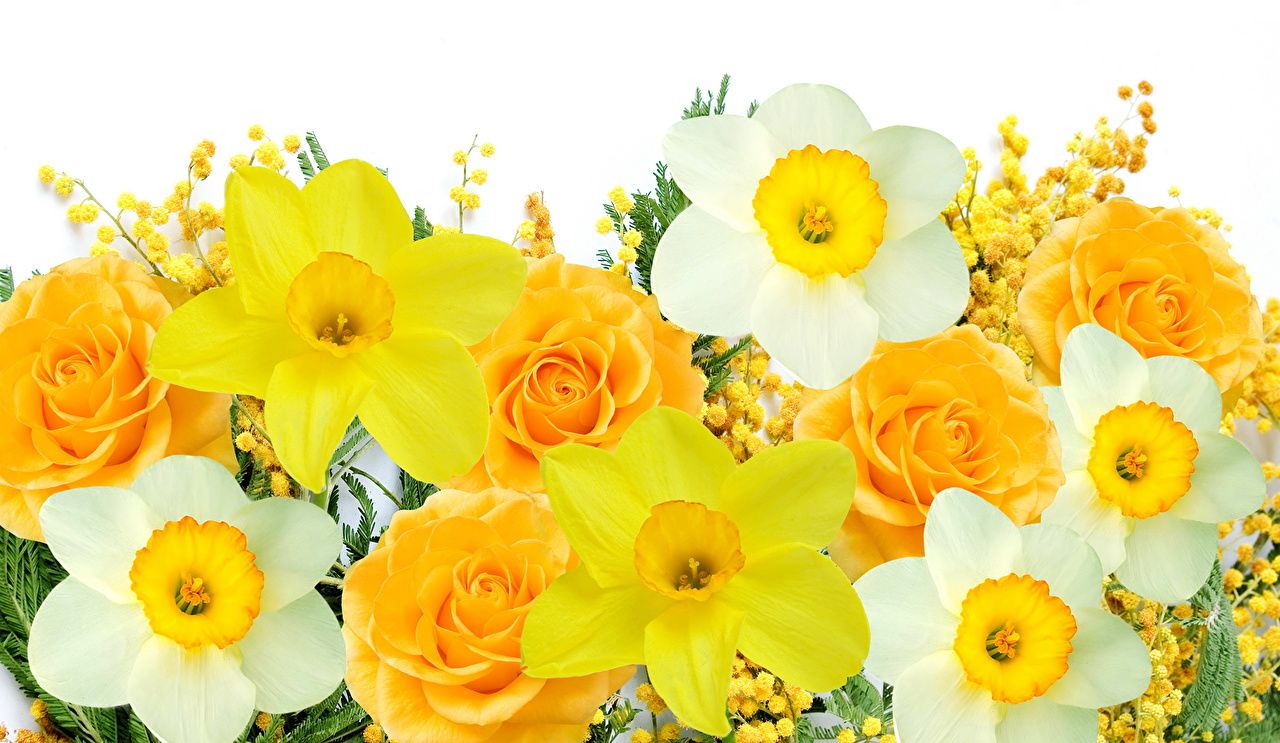 Picture Roses Yellow Flowers Narcissus