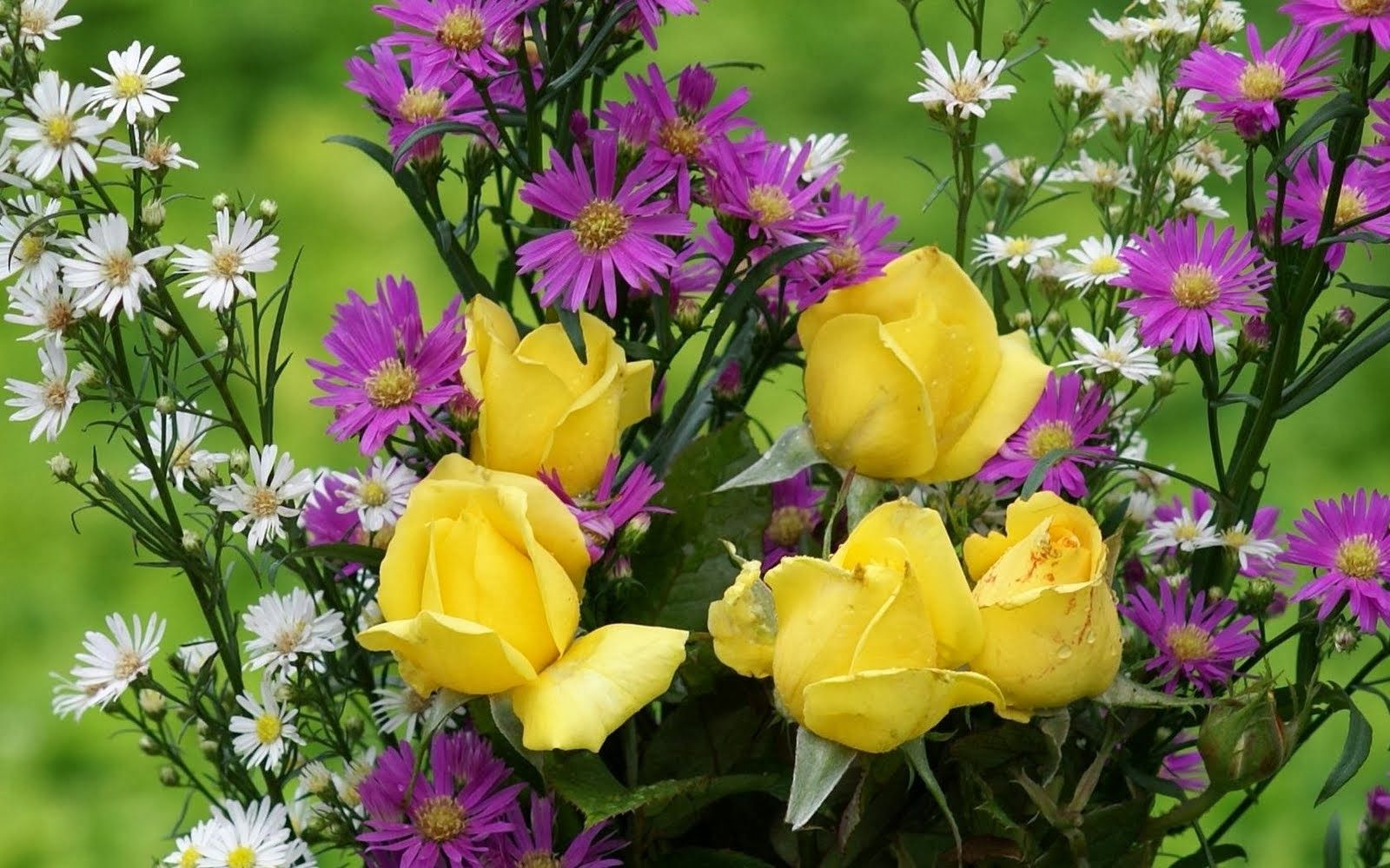 Beautiful Yellow Purple White Flowers HD Wallpaper