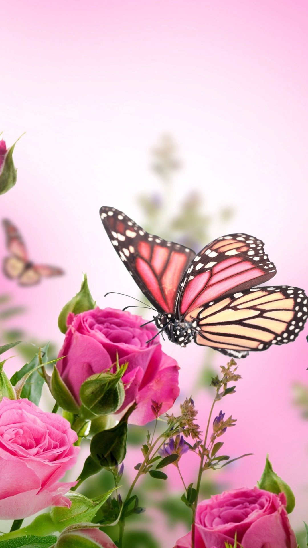Pink Roses, Flowers, Butterflies 1080x1920 IPhone 8 7 6 6S Plus