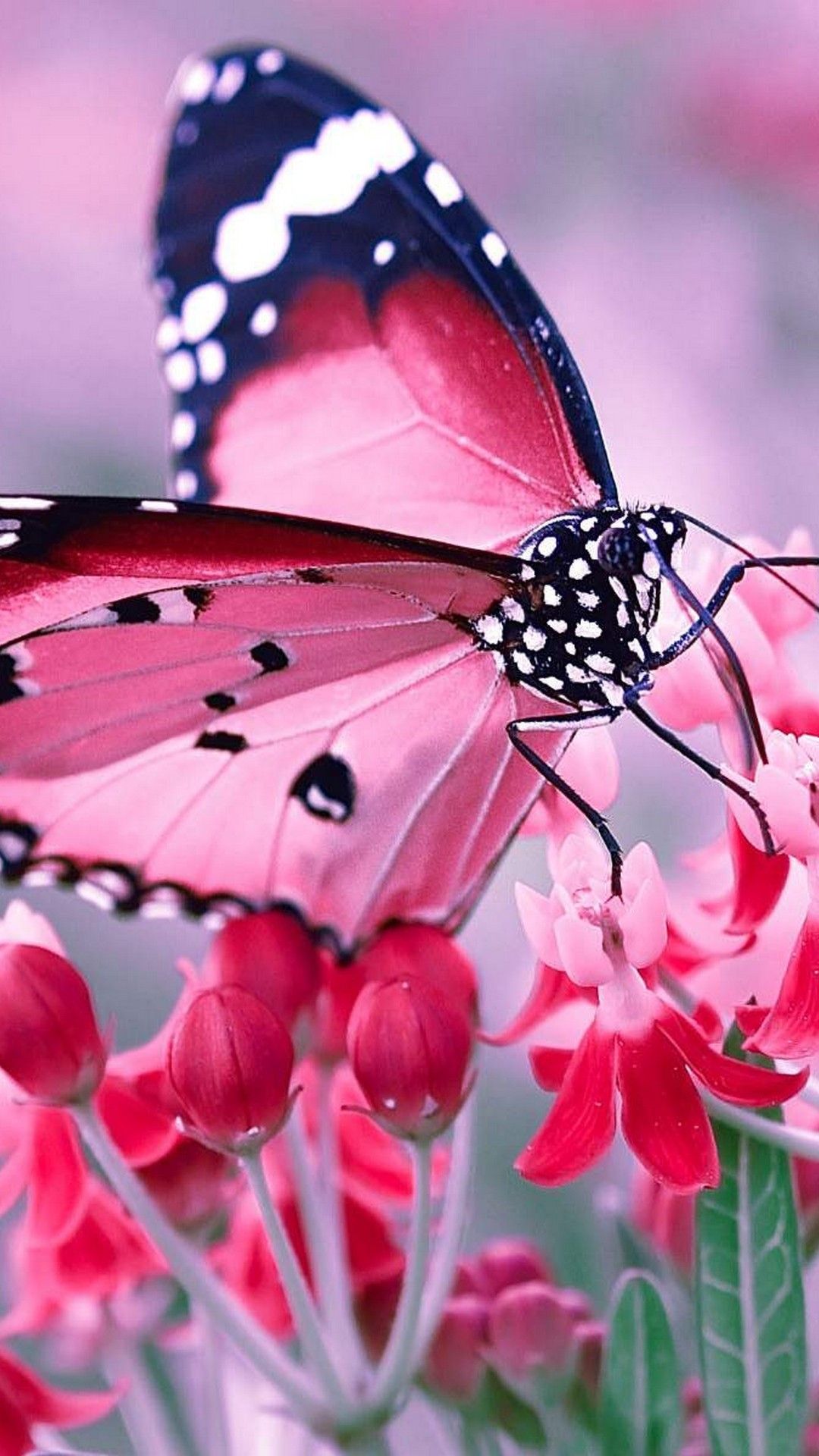Pink Butterfly Wallpaper For Phone .wallpapercute.com