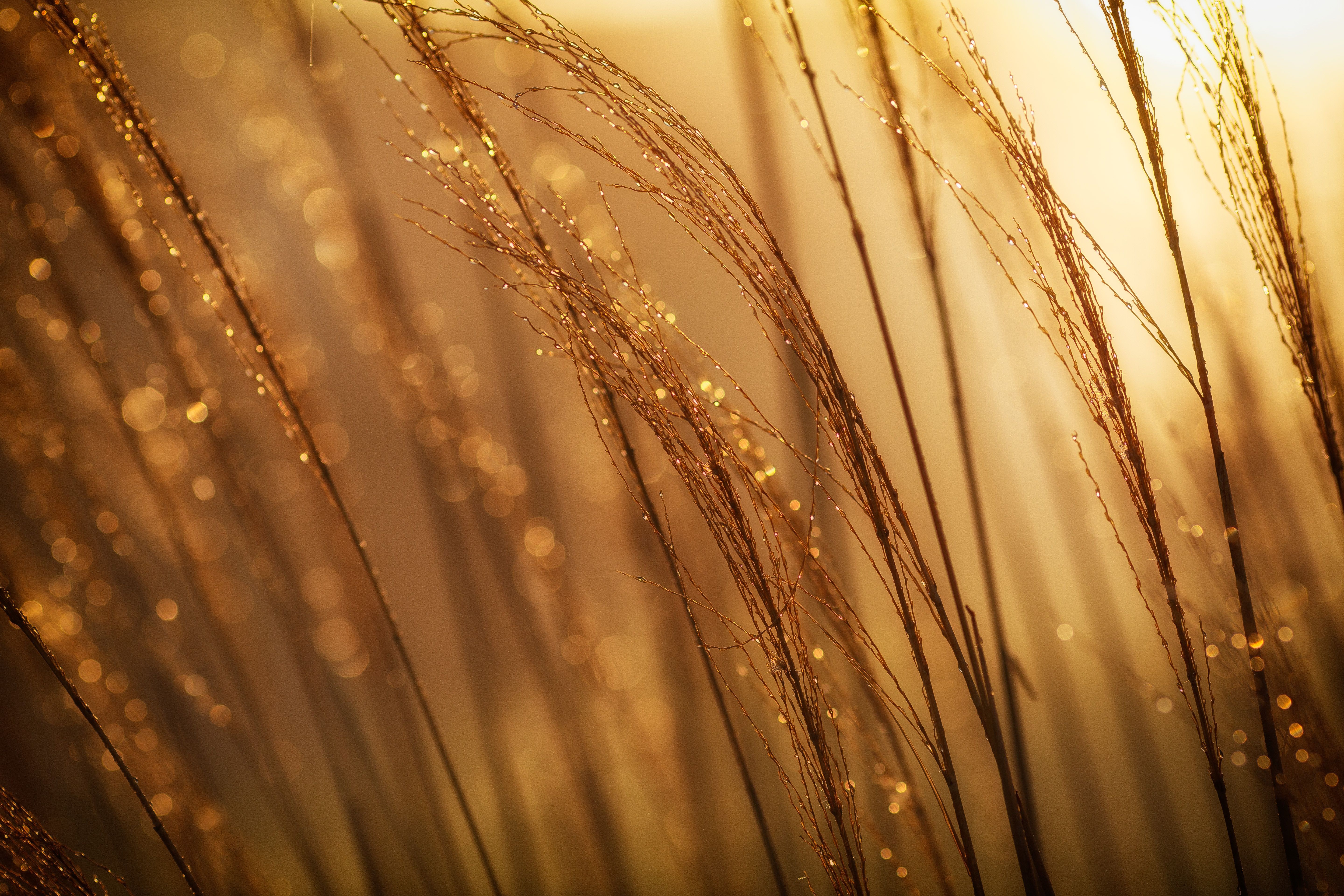 5760x3840 #golden, #warmth, #PNG image, #contrast