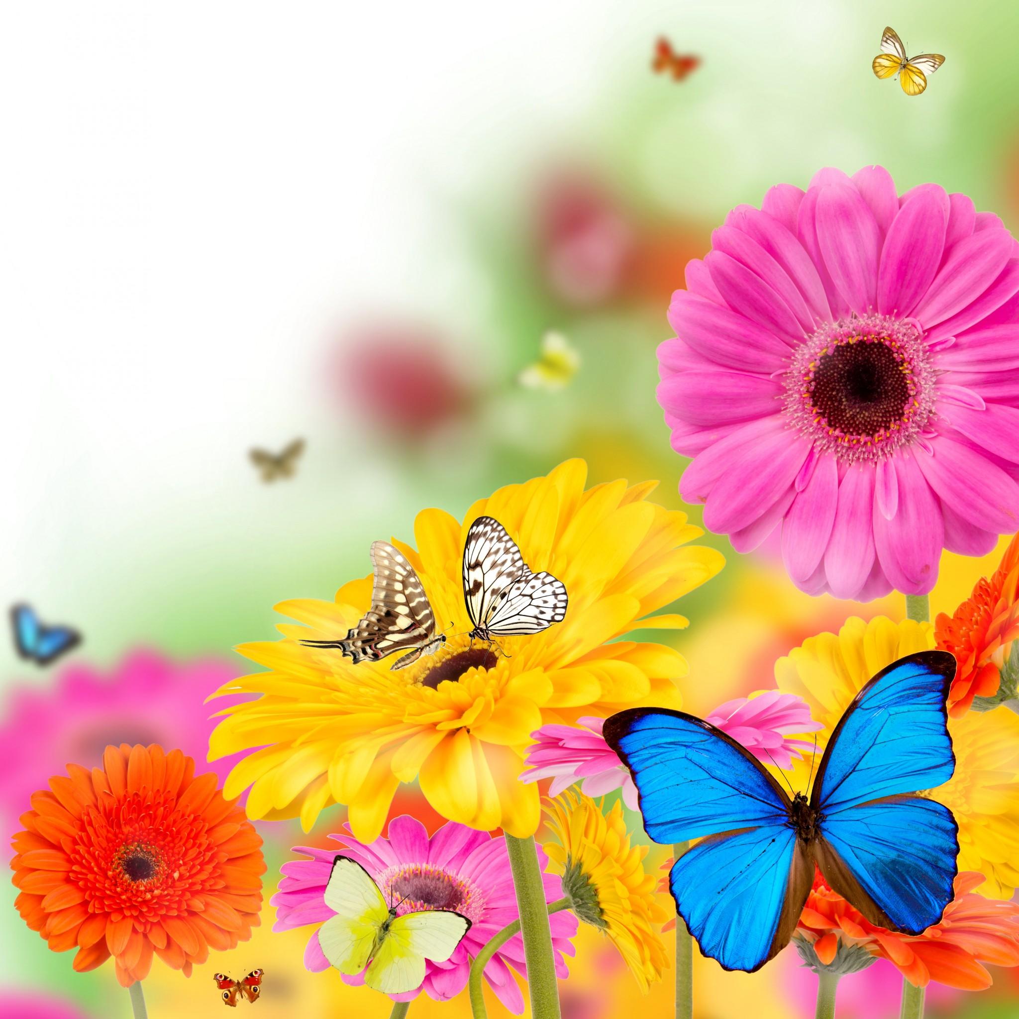 Spring iPad Wallpaper Butterfly And Flowers, Download