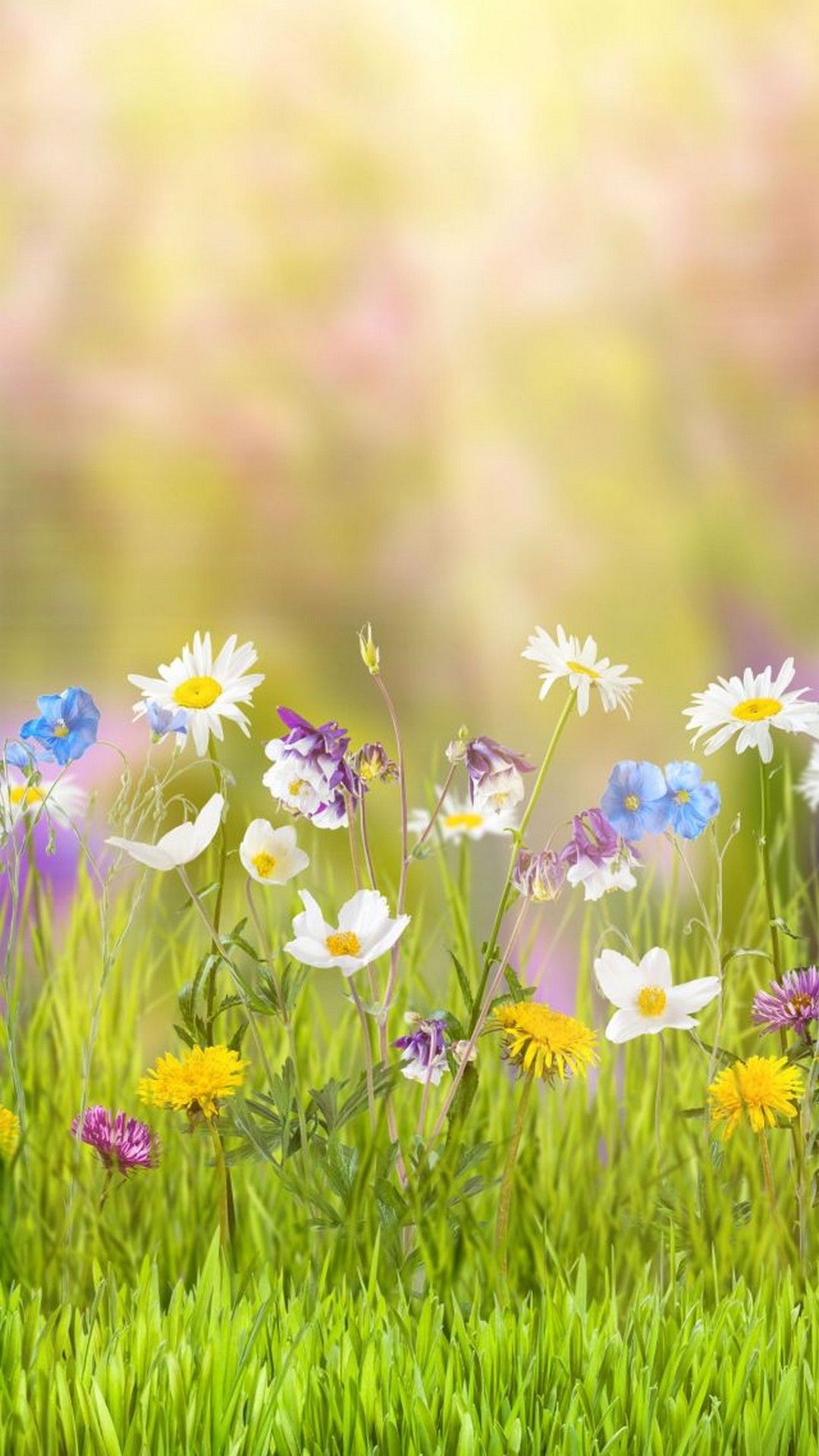 Free download Download free Spring Wallpapers apps for Android phone  480x800 for your Desktop Mobile  Tablet  Explore 50 Spring Wallpaper  for Android  Wallpaper For Spring Skull Wallpaper For Android
