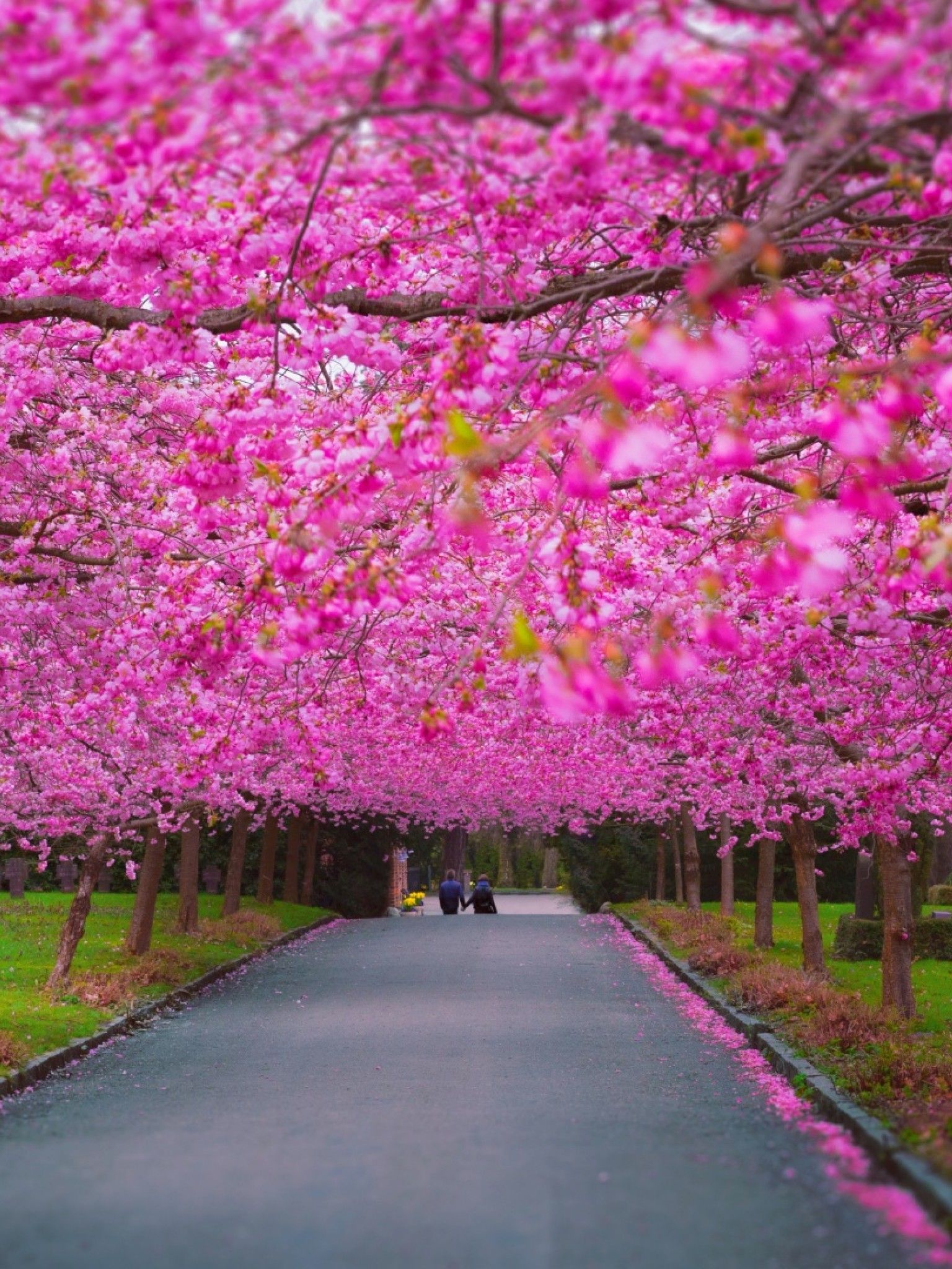 Pink Trees in the Springtime Retina iPad Wallpaper
