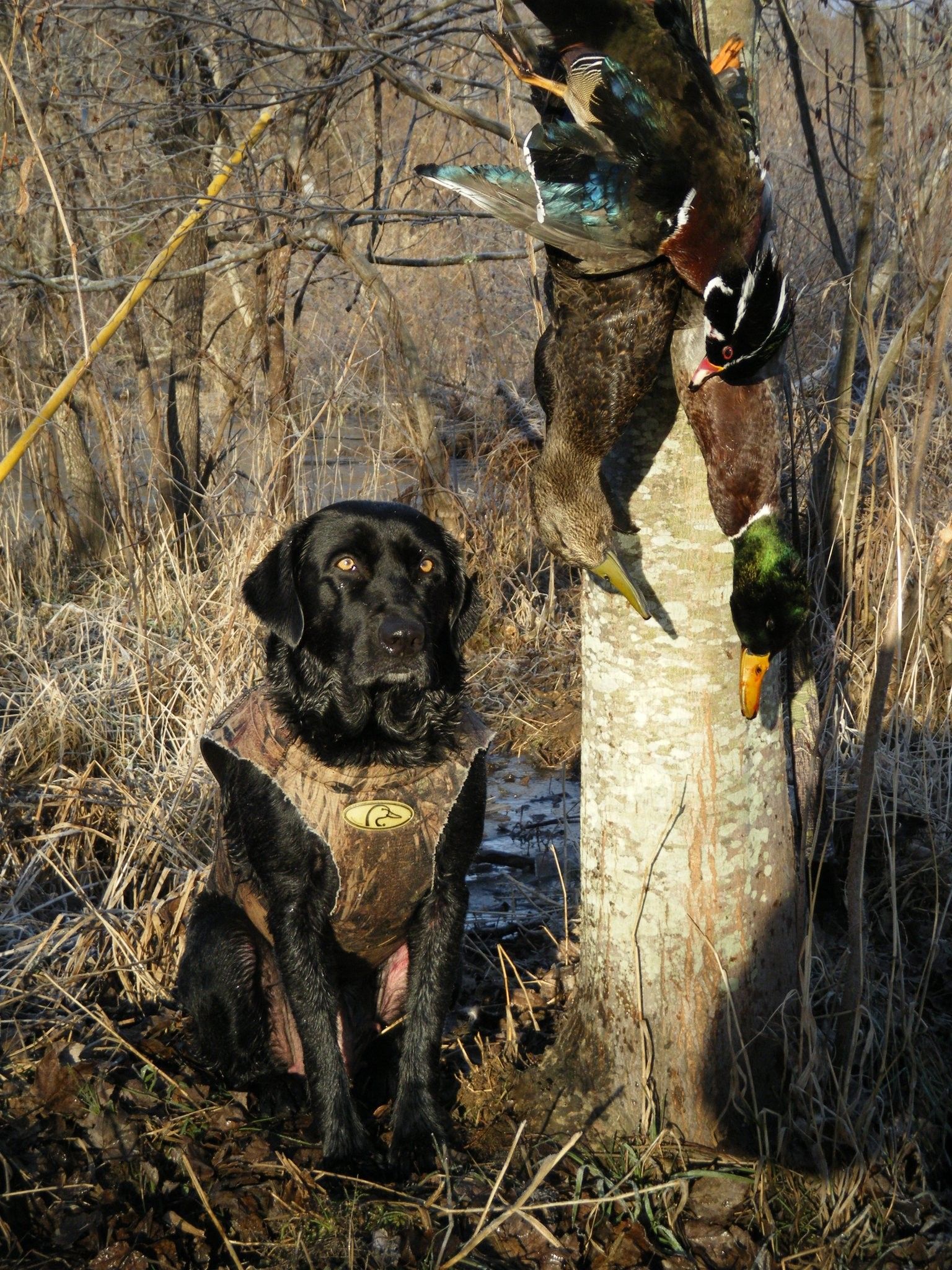 Duck Hunting Background