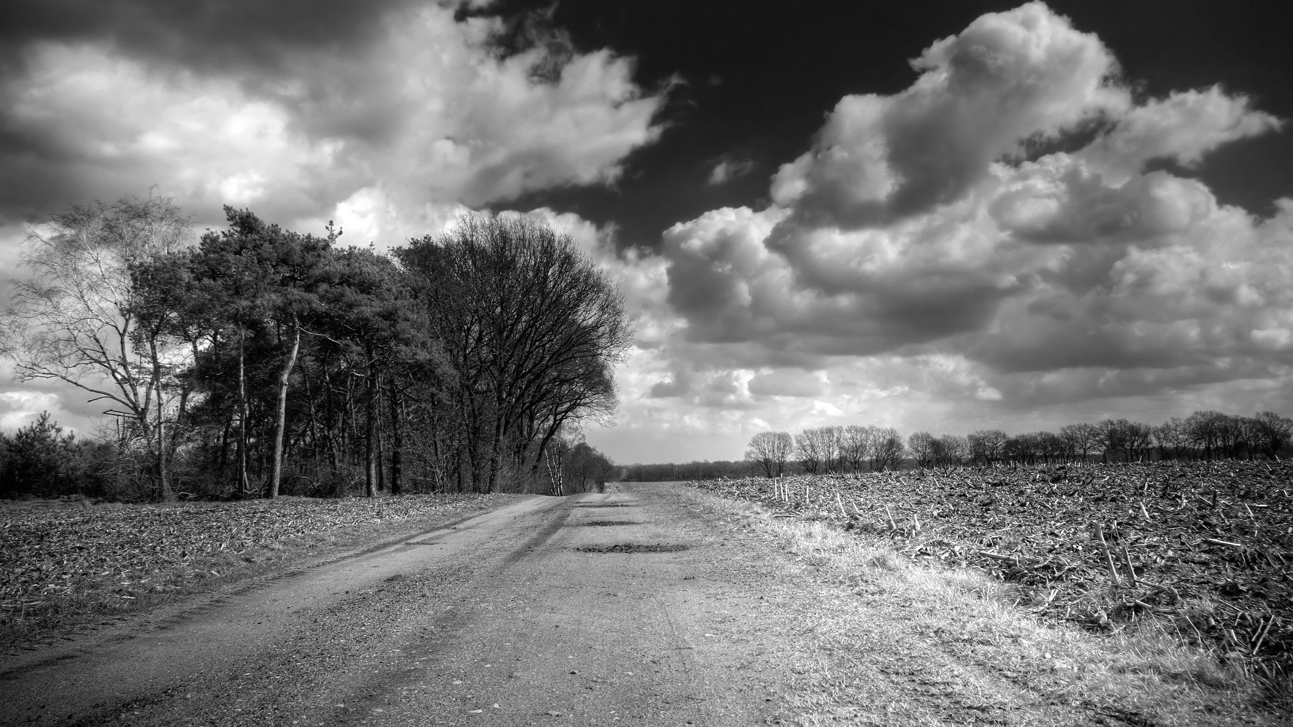 Download Wallpaper 2560x1440 Road, Country, Black And White, Trees