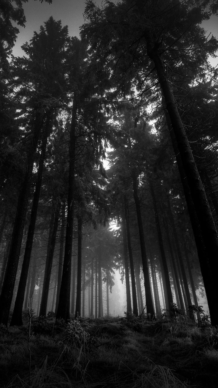 Download Wallpaper 720x1280 Wood, Black And White, From Below