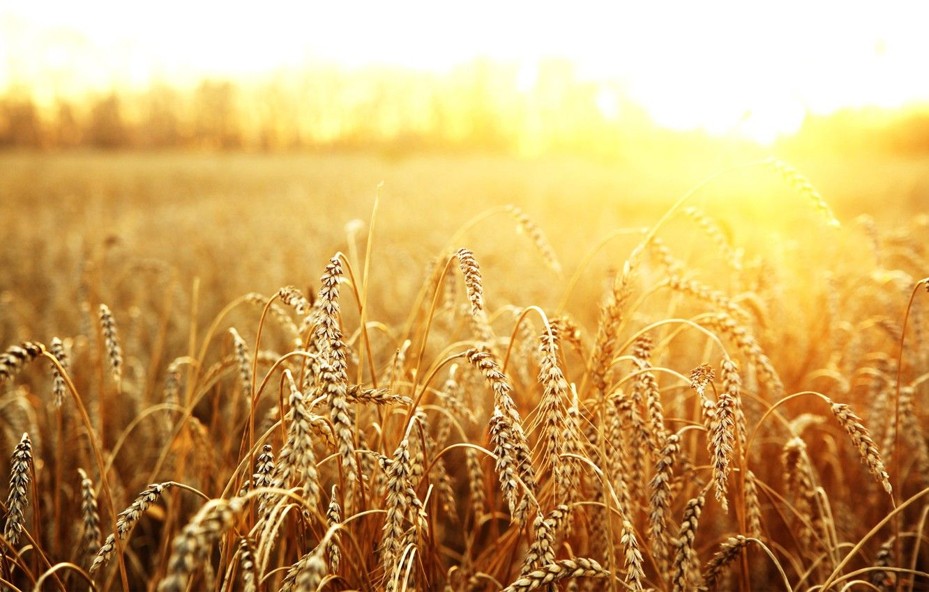 Wallpaper wheat, field, the sun, macro image for desktop, section