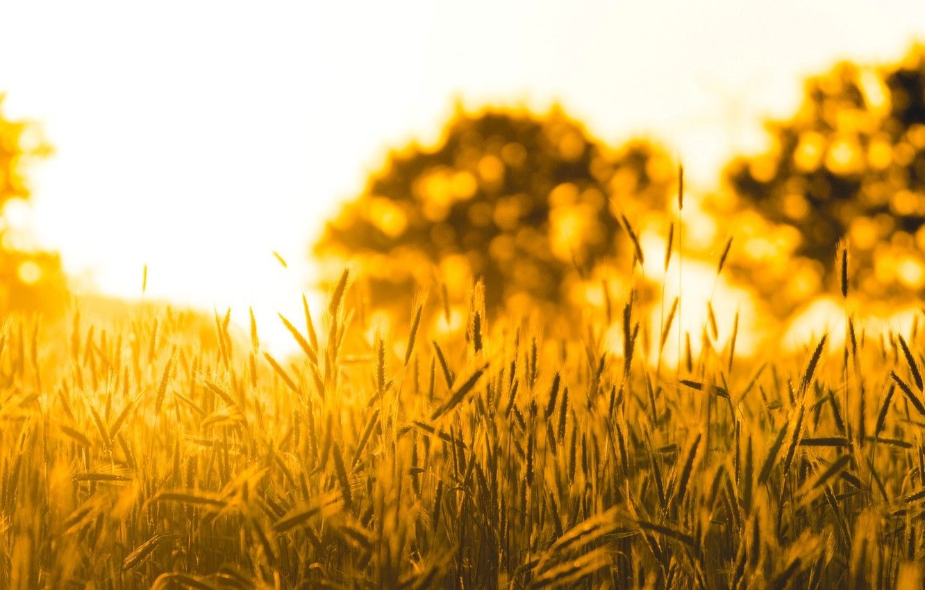 Wallpaper wheat, field, the sun, macro, nature, background, tree
