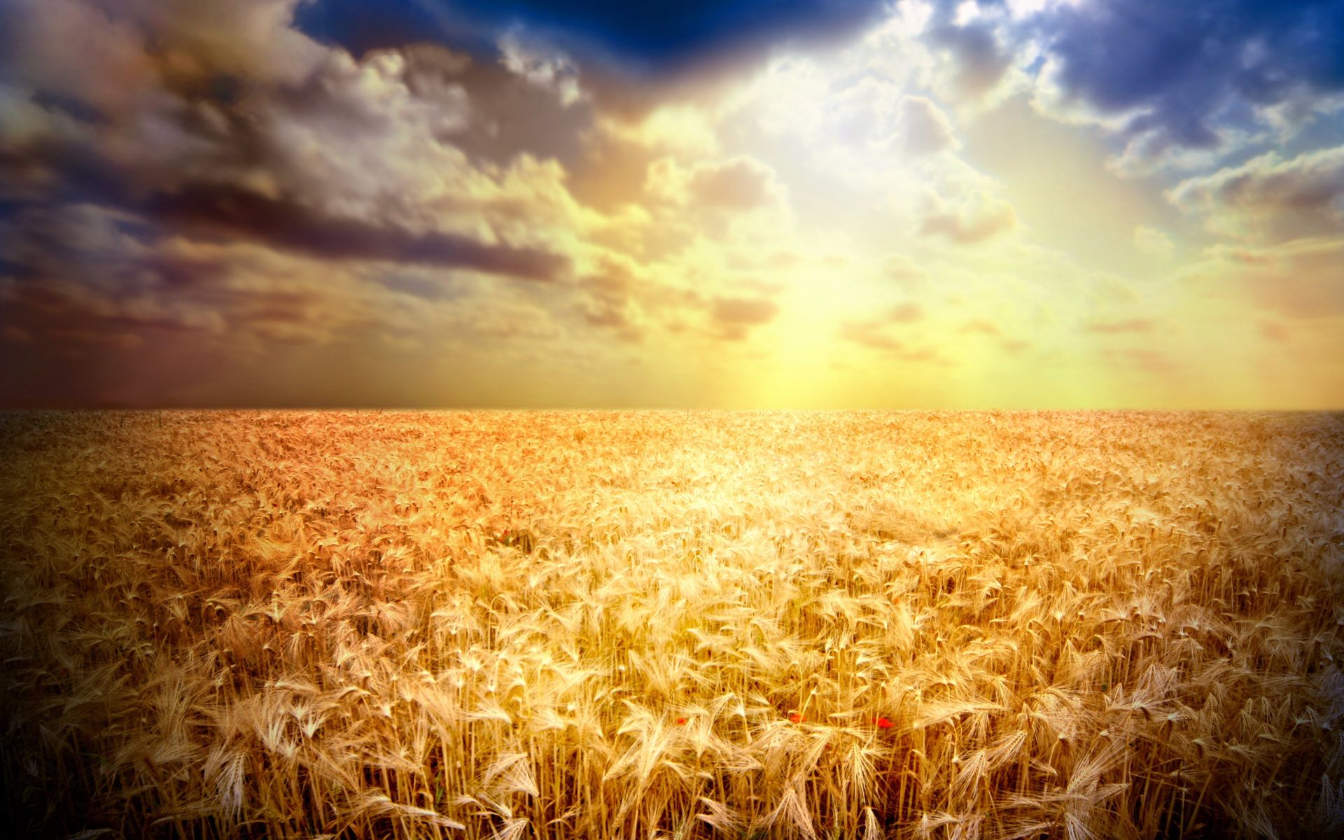 Free download really cool wheat fields 19201200 wallpaper we have