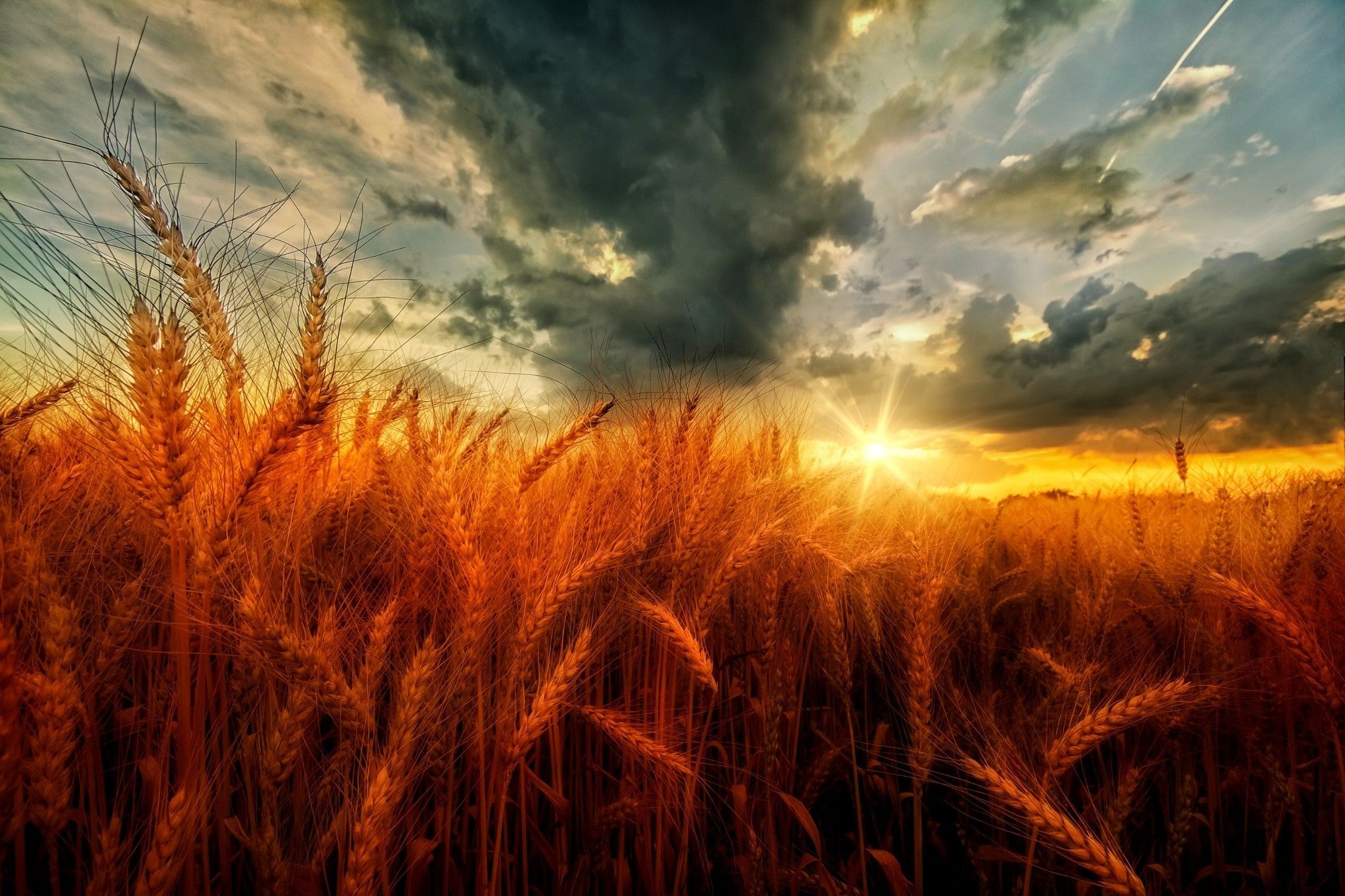 Sunset and Dark Clouds over Wheat Field HD Wallpaper. Background
