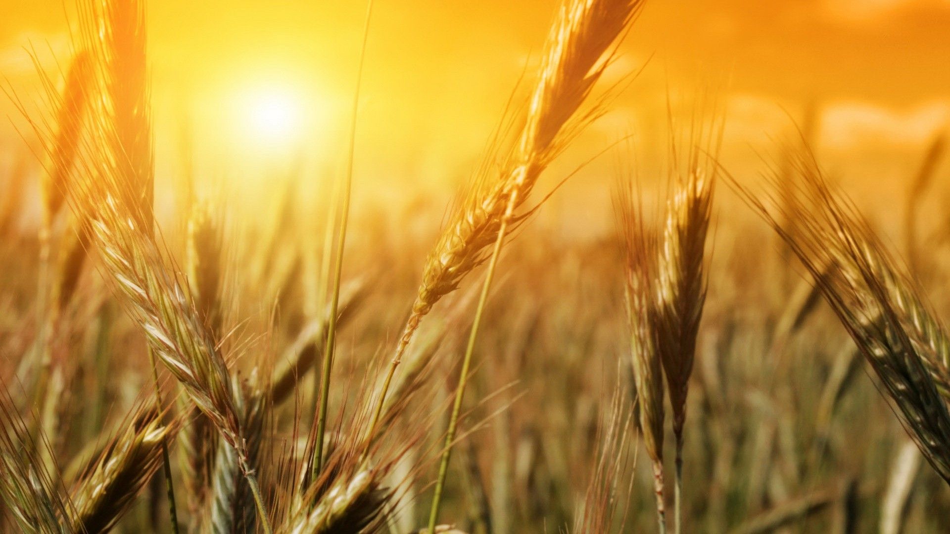 nature, fields, summer, wheat, sunlight wallpaper