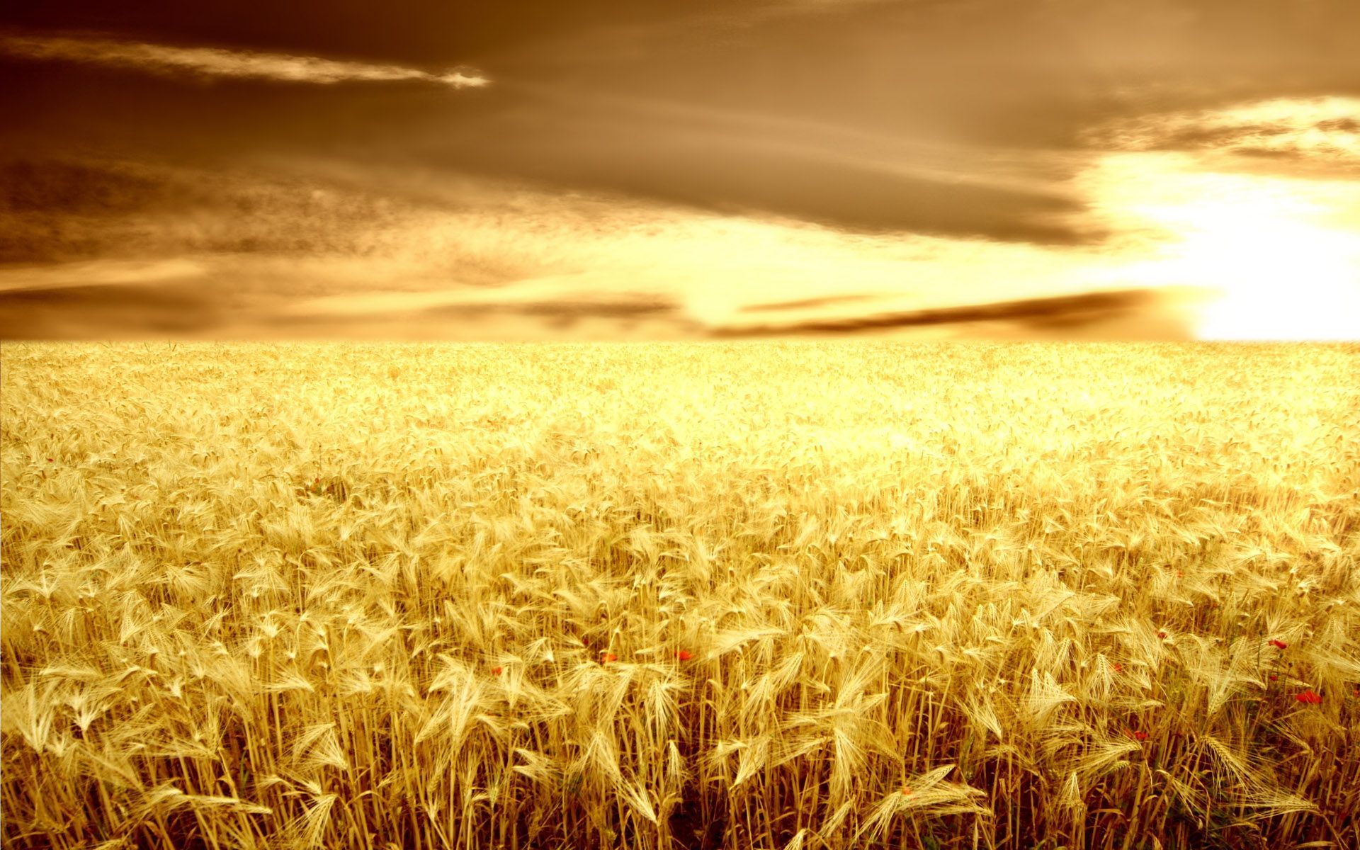 background, picture, fields, wheat, golden. Field wallpaper
