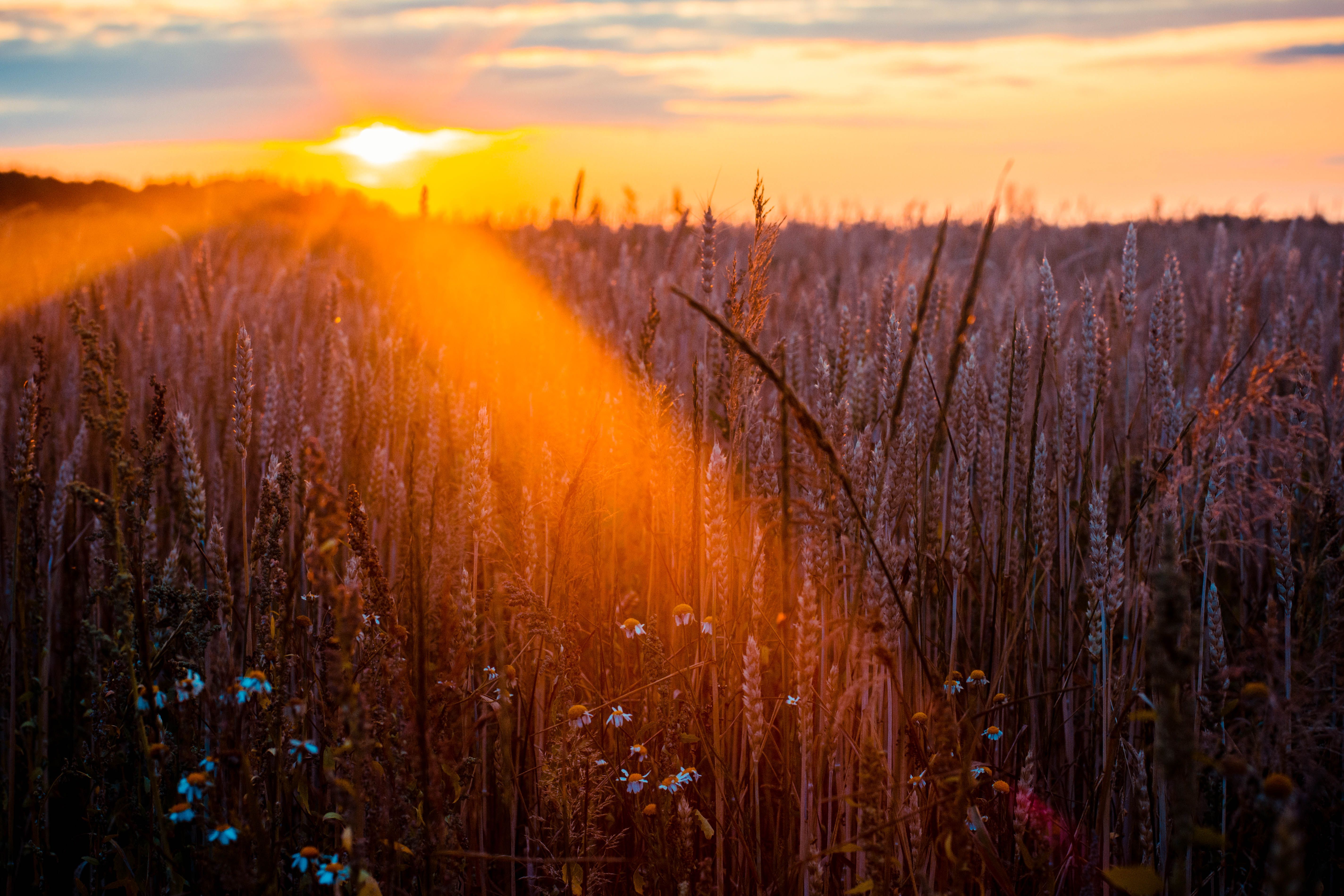 Wheat Field Sun Beams Photography 5k, HD Nature, 4k Wallpaper
