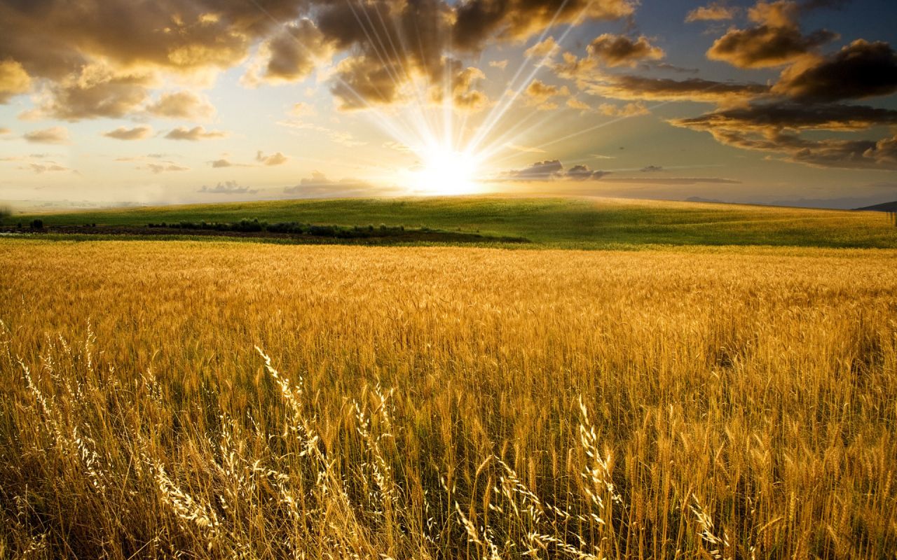 Wheat field under the summer sun Desktop wallpaper 1280x800