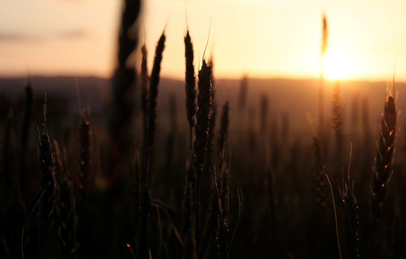 Wallpaper wheat, field, the sky, the sun, macro, sunset, nature