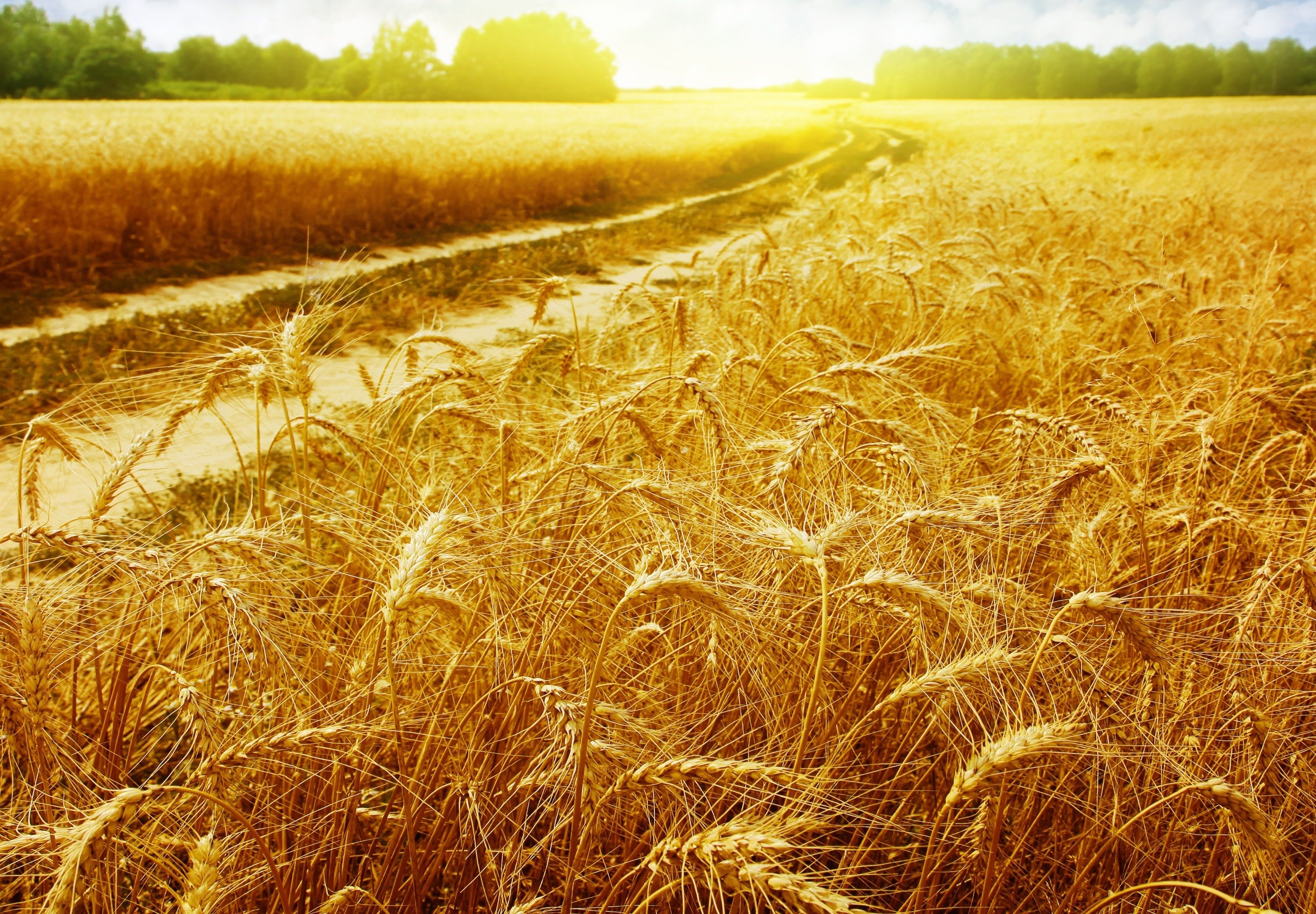 Wallpaper. Beautiful picture. photo. picture. field, wheat