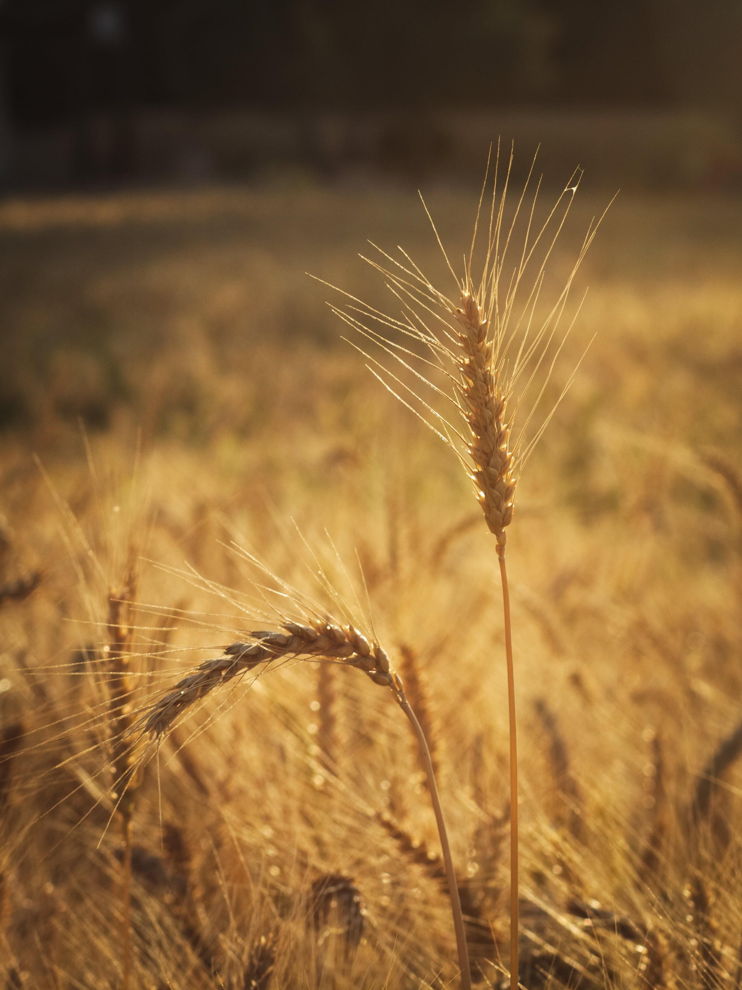 Sun Wheat Fields Wallpapers - Wallpaper Cave