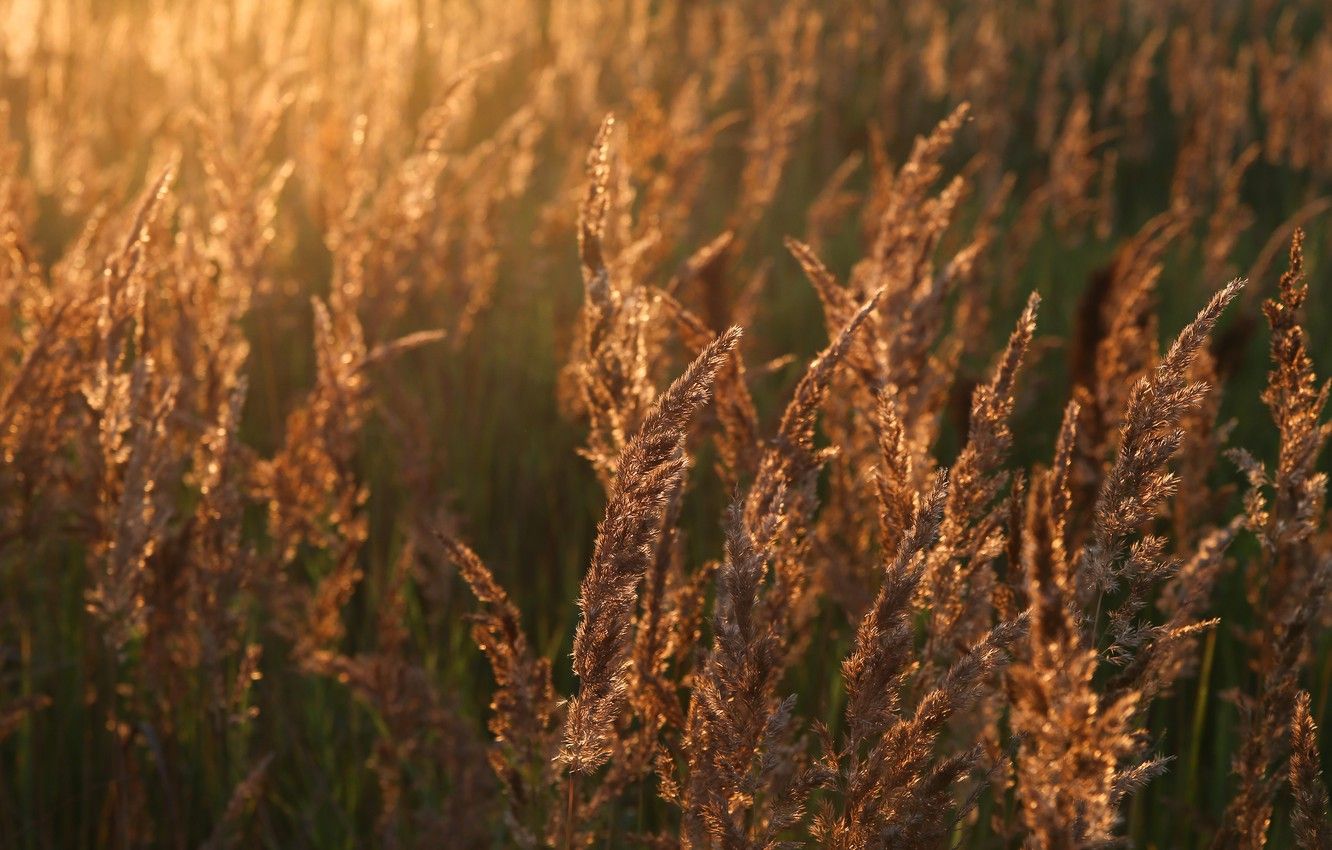Wallpaper wheat, field, the sun, joy, nature, mood, dawn, morning