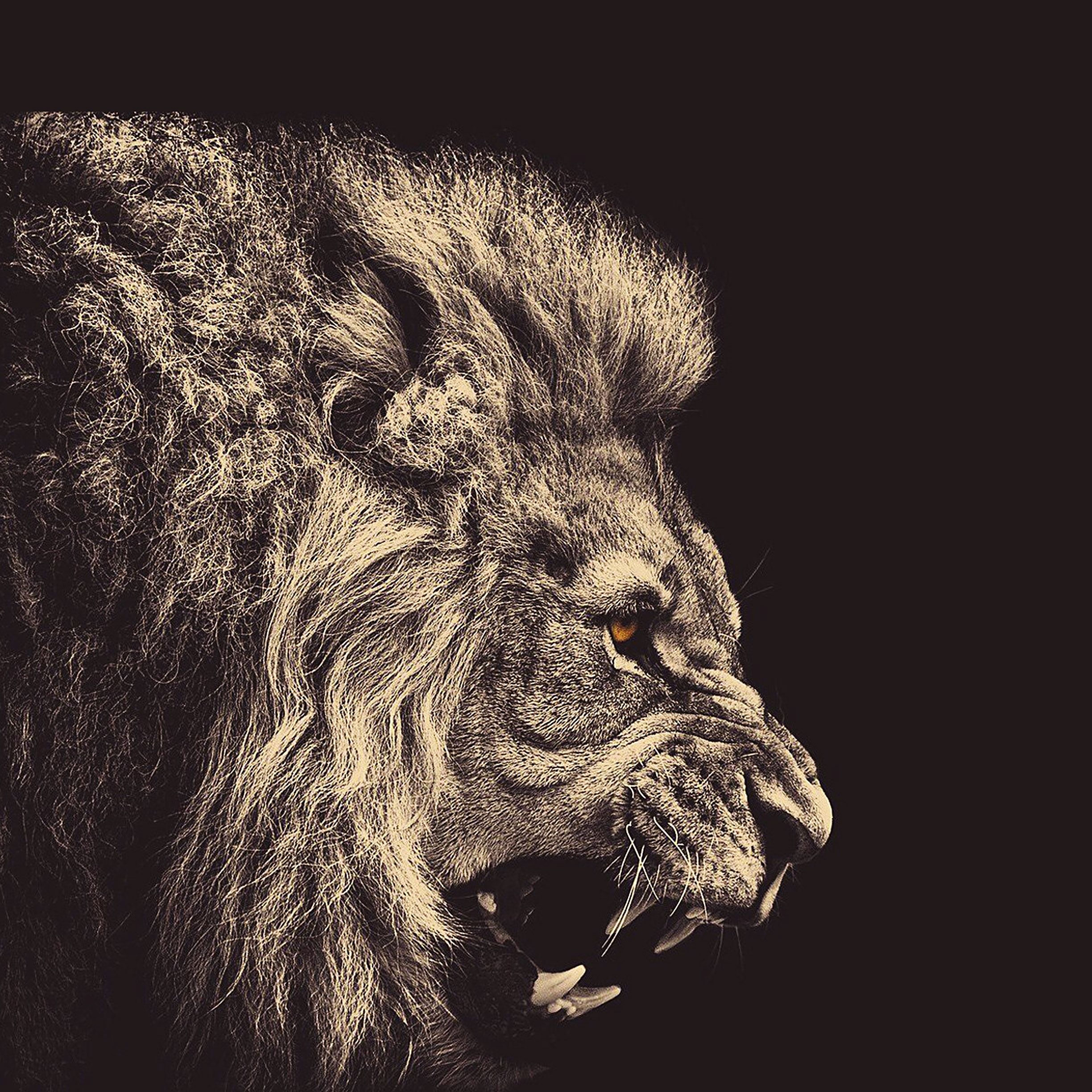 Lion iPhone Background. iPhone