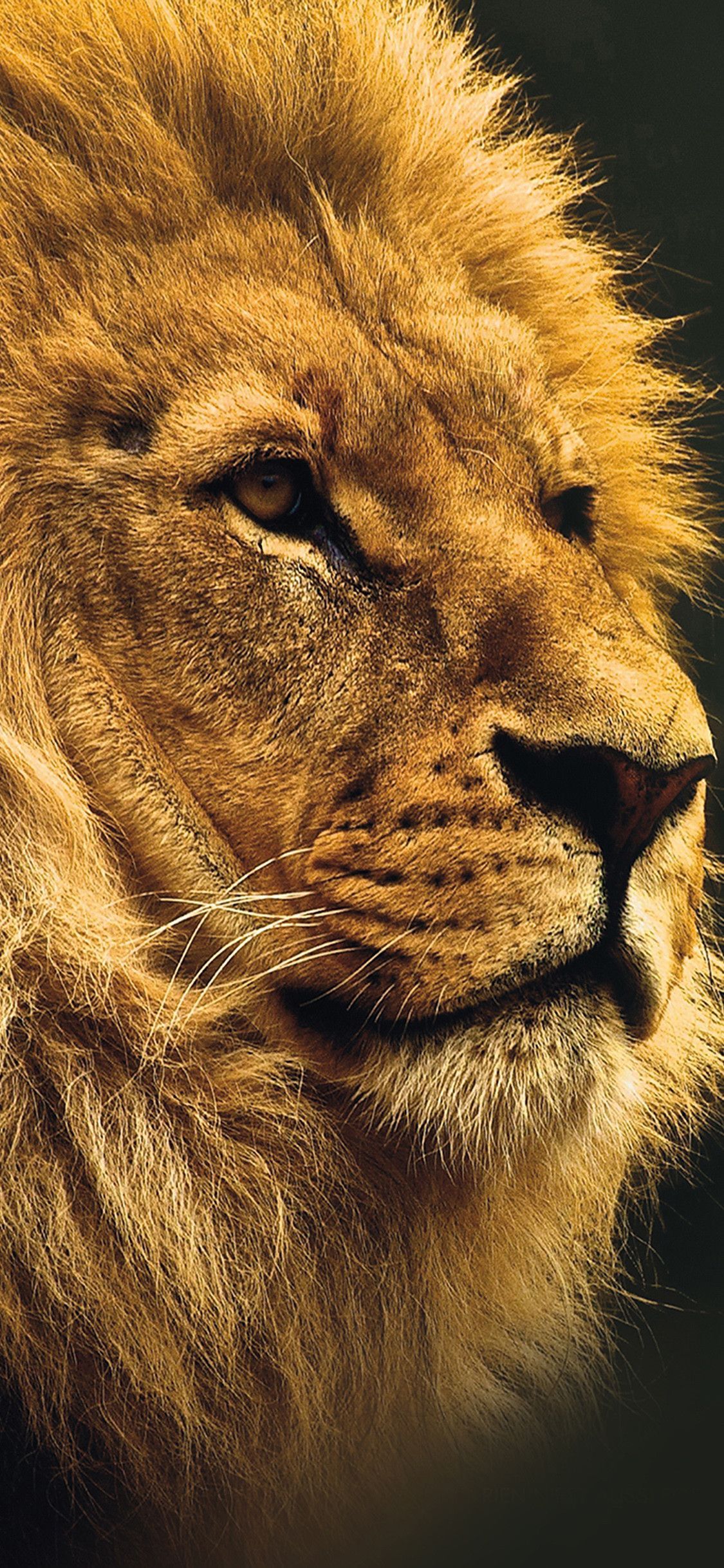 Lion iPhone Wallpapers - Wallpaper Cave