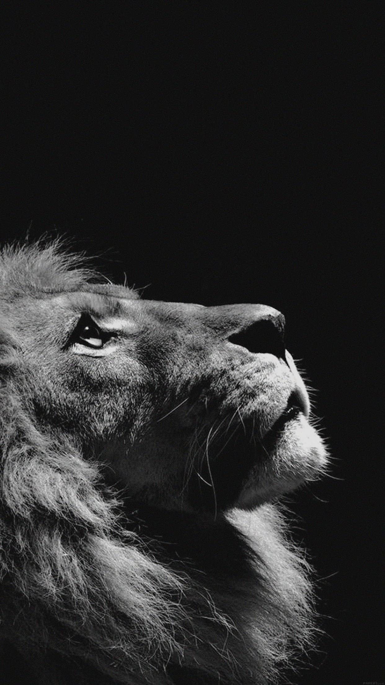 Free download 74 Lion iPhone Wallpaper