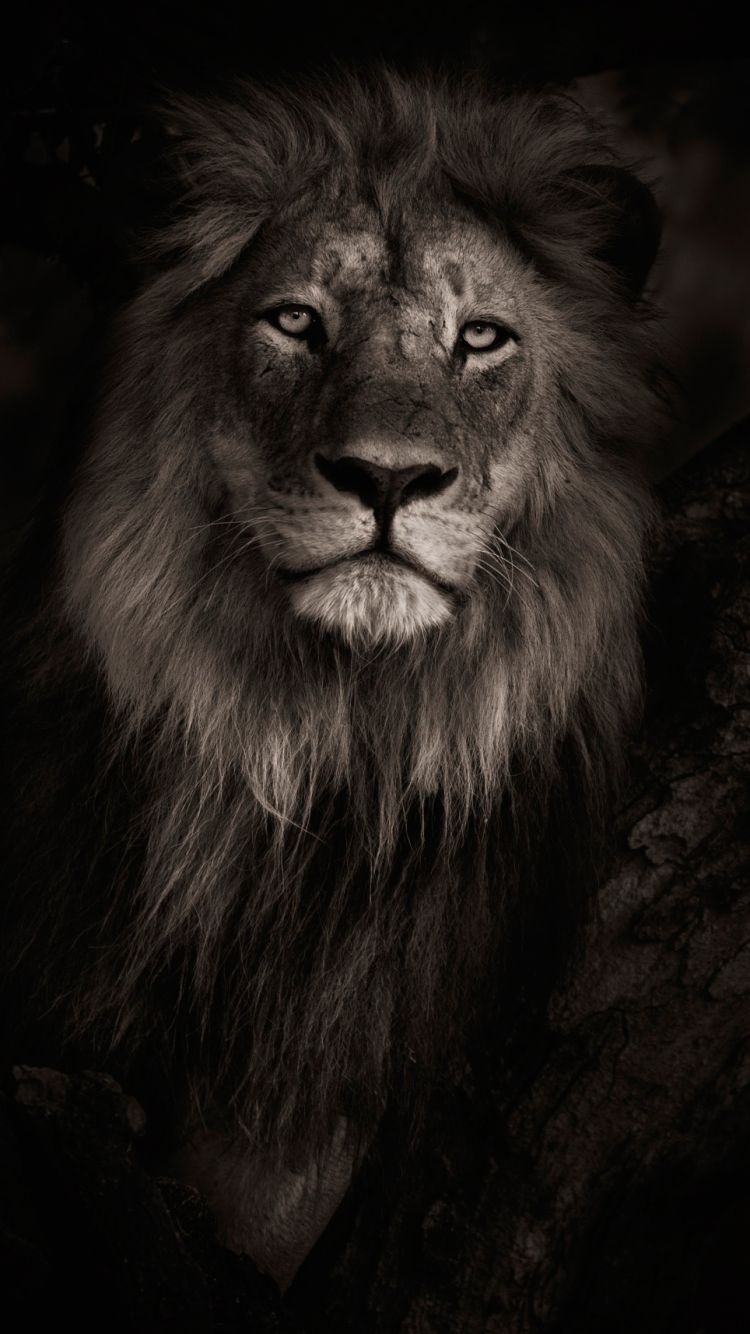 Lion IPhone 5 Wallpaper. My Sims 3 Downloads