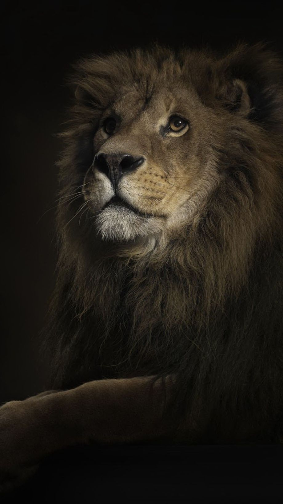 iPhone Wallpaper. Lion, Vertebrate, Mammal, Hair, Wildlife, Masai