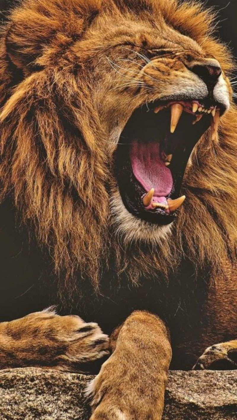 Lion Roaring iPhone Wallpaper