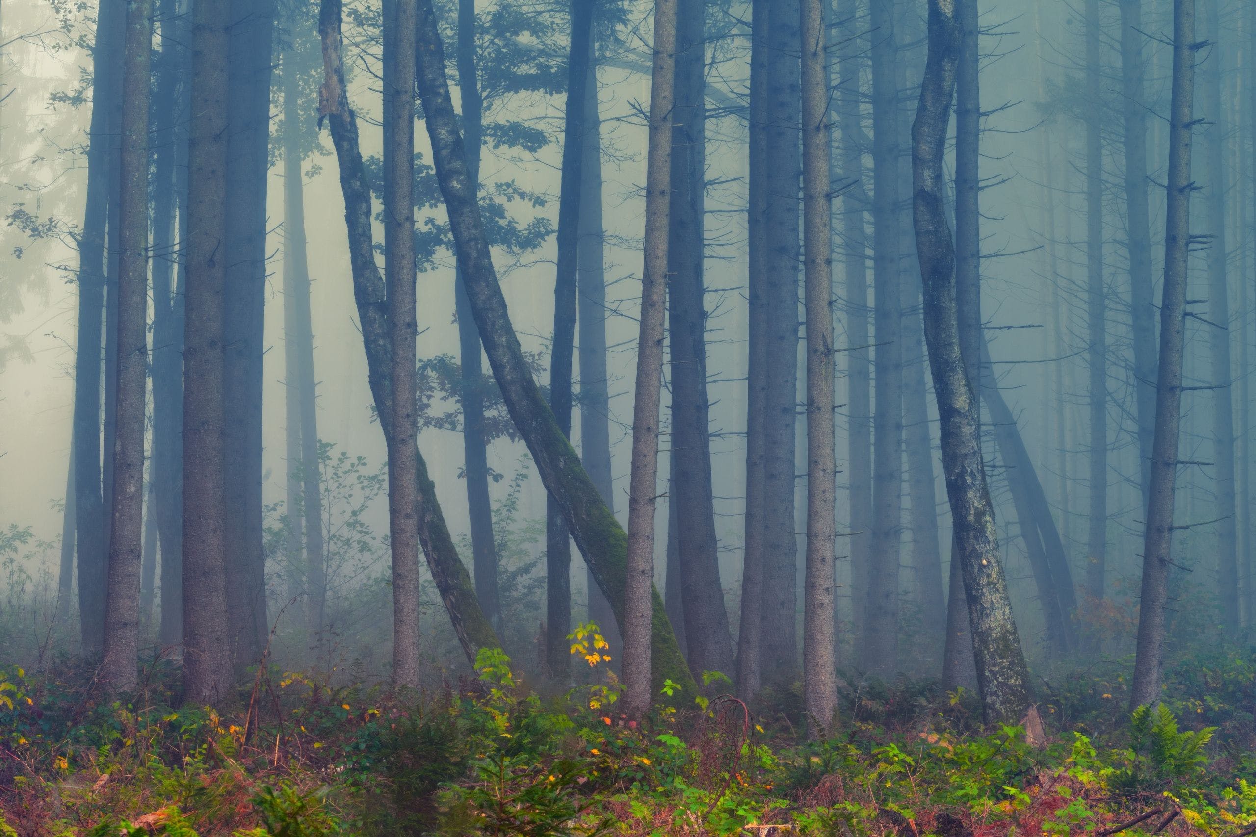 HD Autum Forest Fog Wallpaper