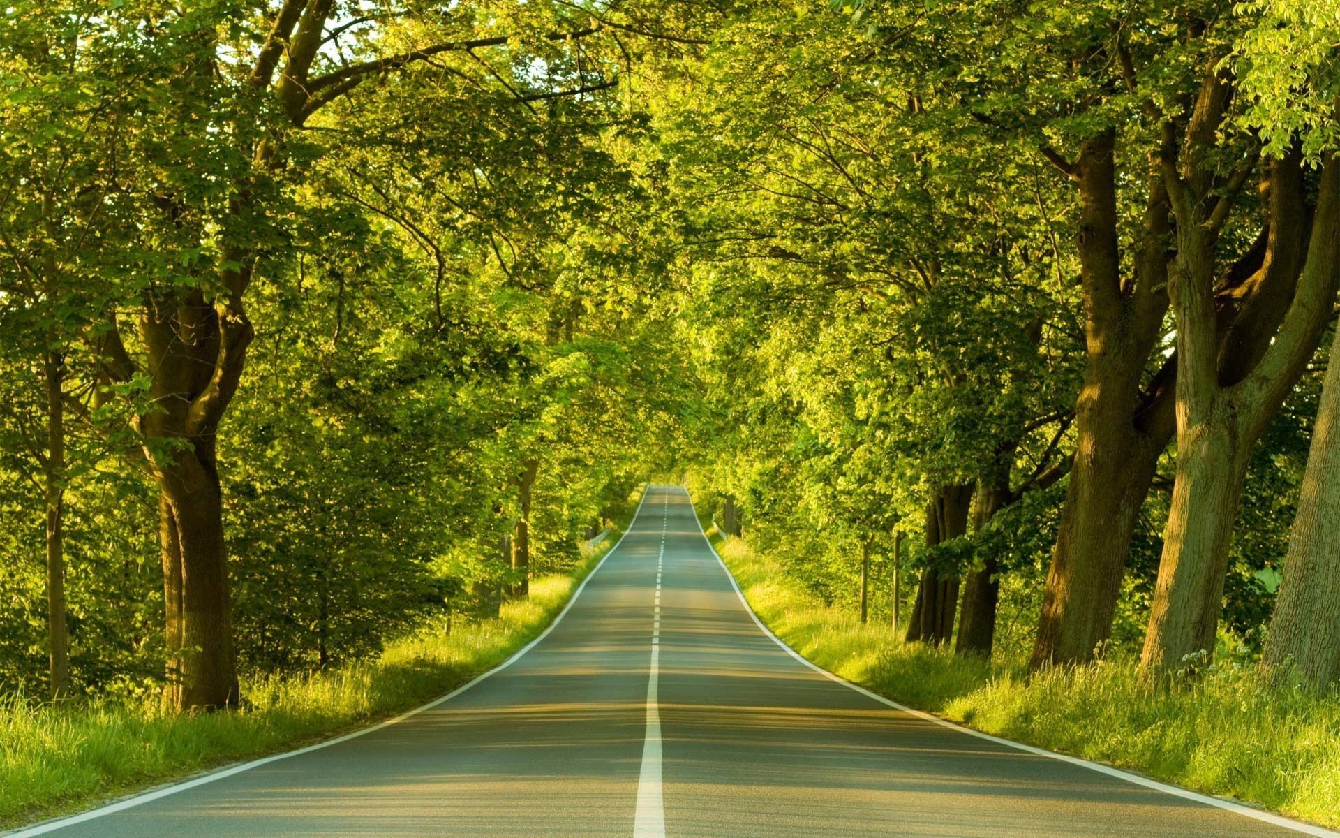 roads with trees. Road through trees wallpaper. Landscape