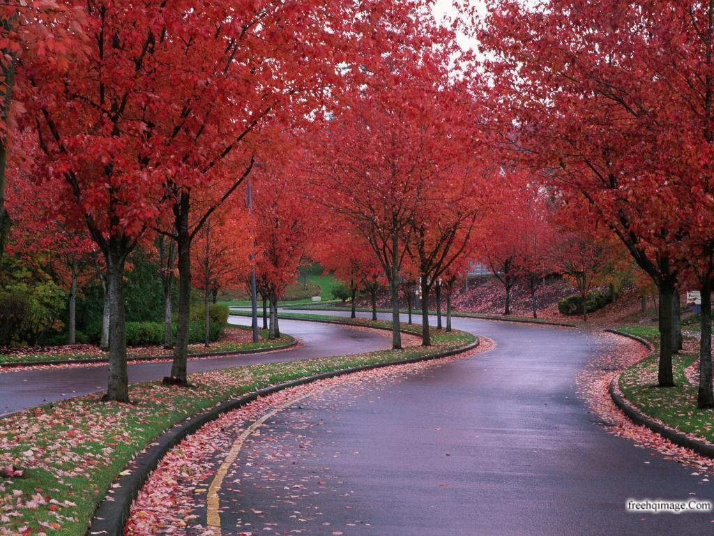 Colorful Nature Scenes. Relaxing Nature Scene. Autumn landscape