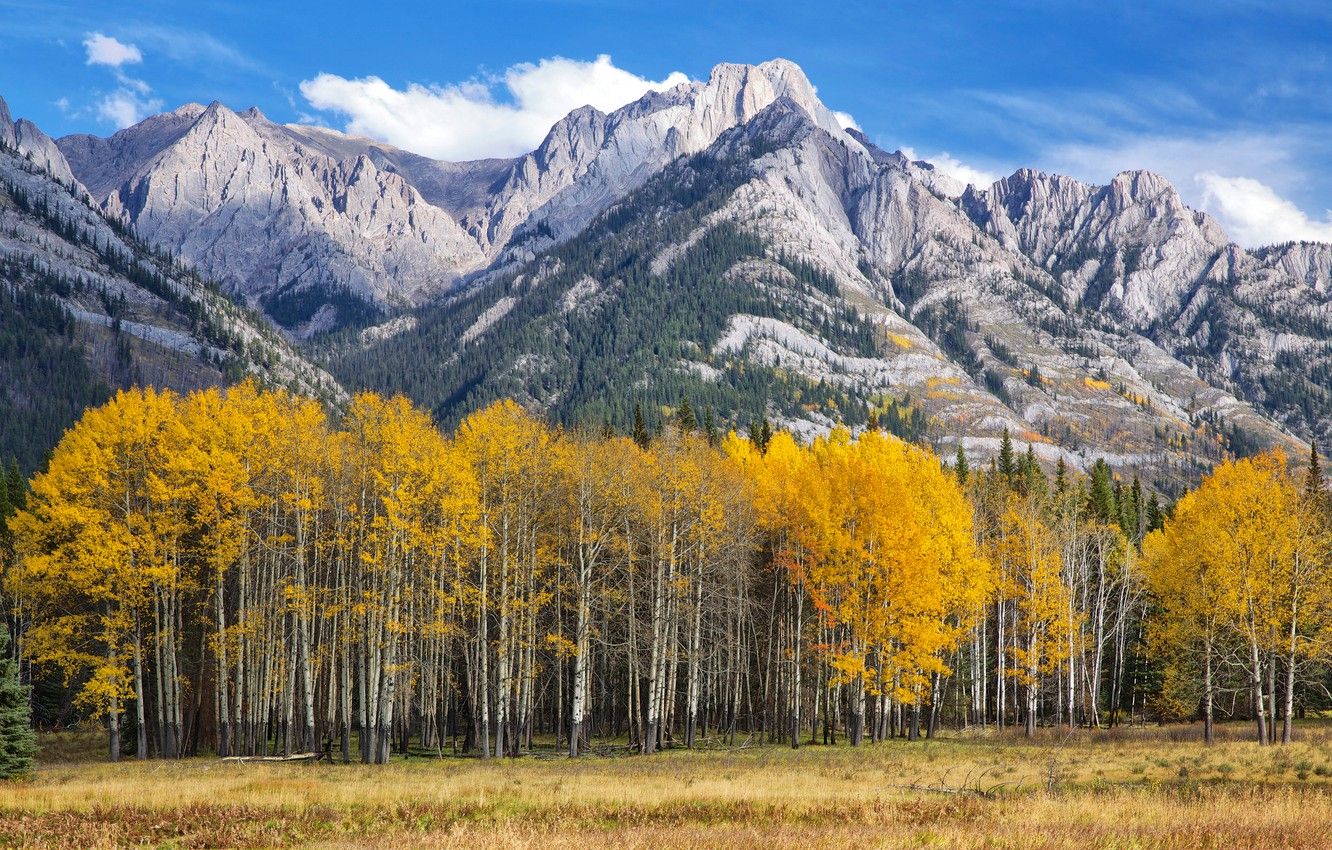 Wallpaper autumn, the sky, leaves, trees, mountains, Colorado, USA, aspen, Aspen image for desktop, section природа