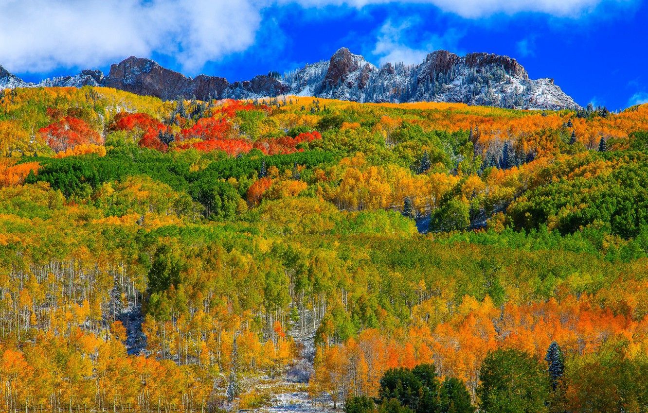 Wallpaper autumn, forest, mountains, slope, Colorado, USA, Aspen