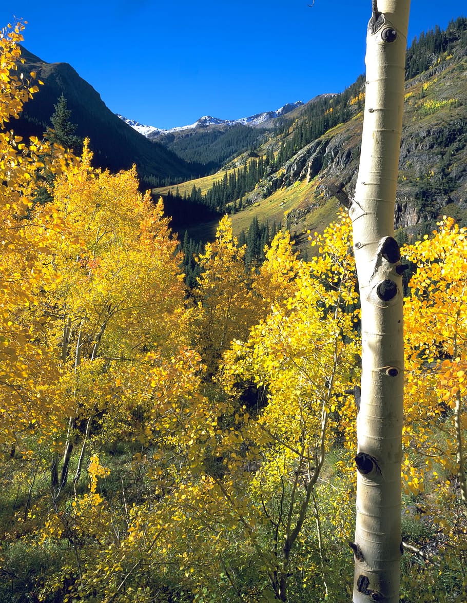 HD wallpaper: Aspen, Fall, Mountains, Colorado, autumn, trees