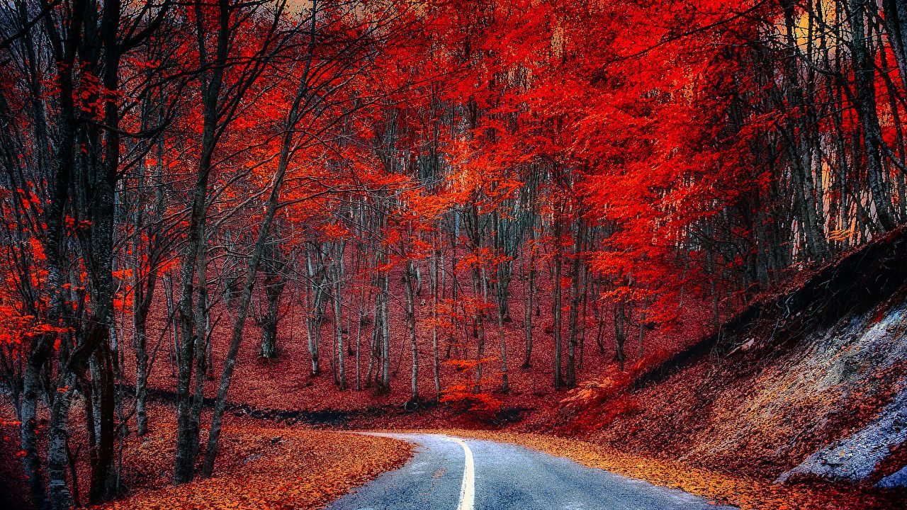 Photo Nature Autumn Roads Forests Trees