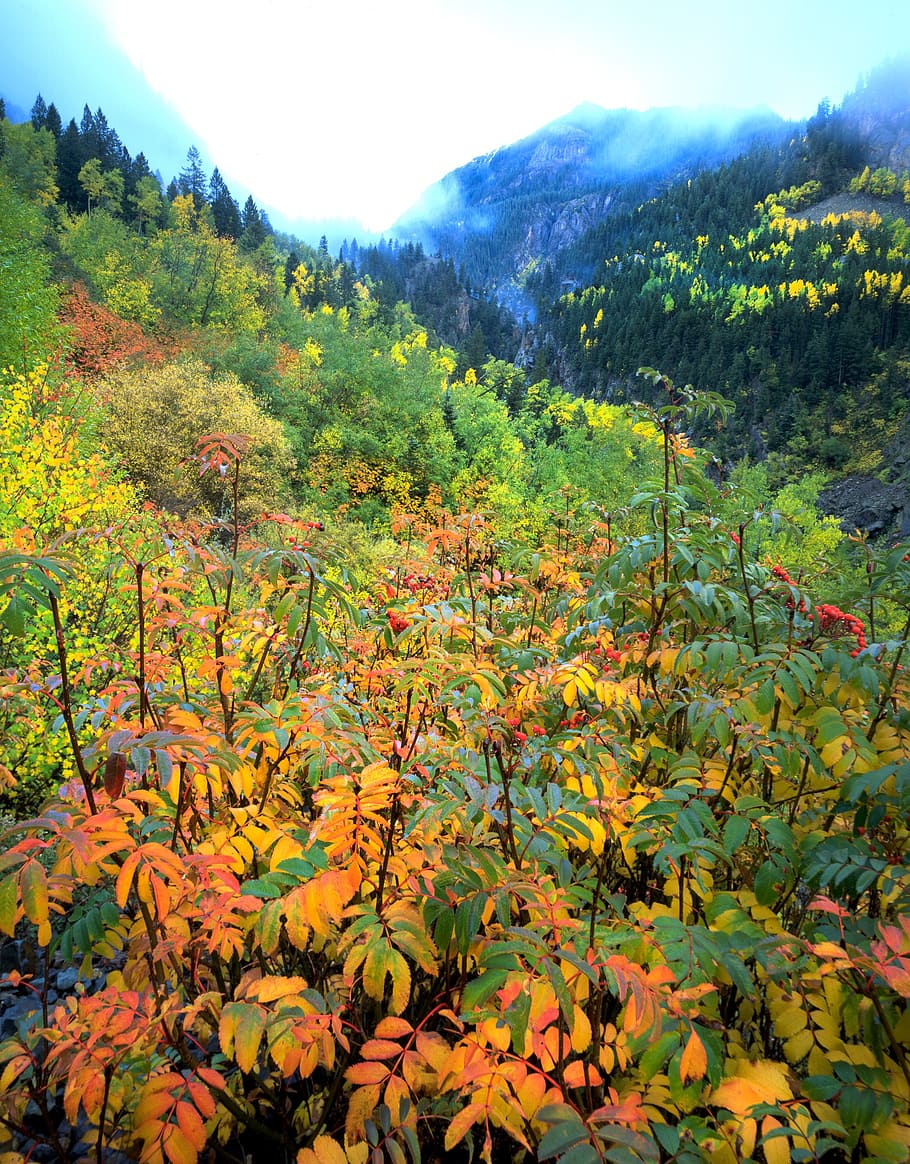 HD wallpaper: aspen, autumn, colorado, tree, yellow, forest, fall