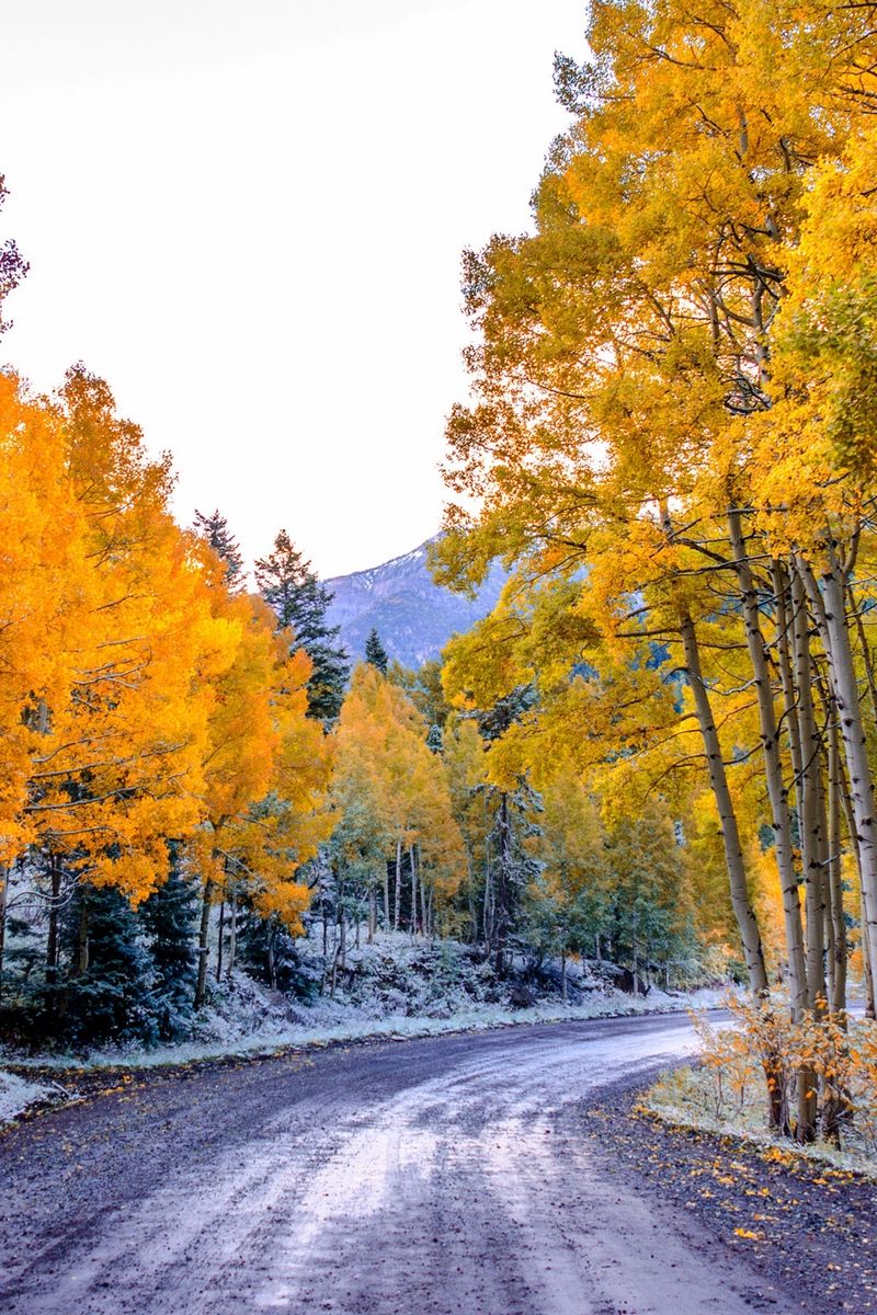 Wallpaper Aspen, Colorado, Usa, Trees, Fall, Twist Trees