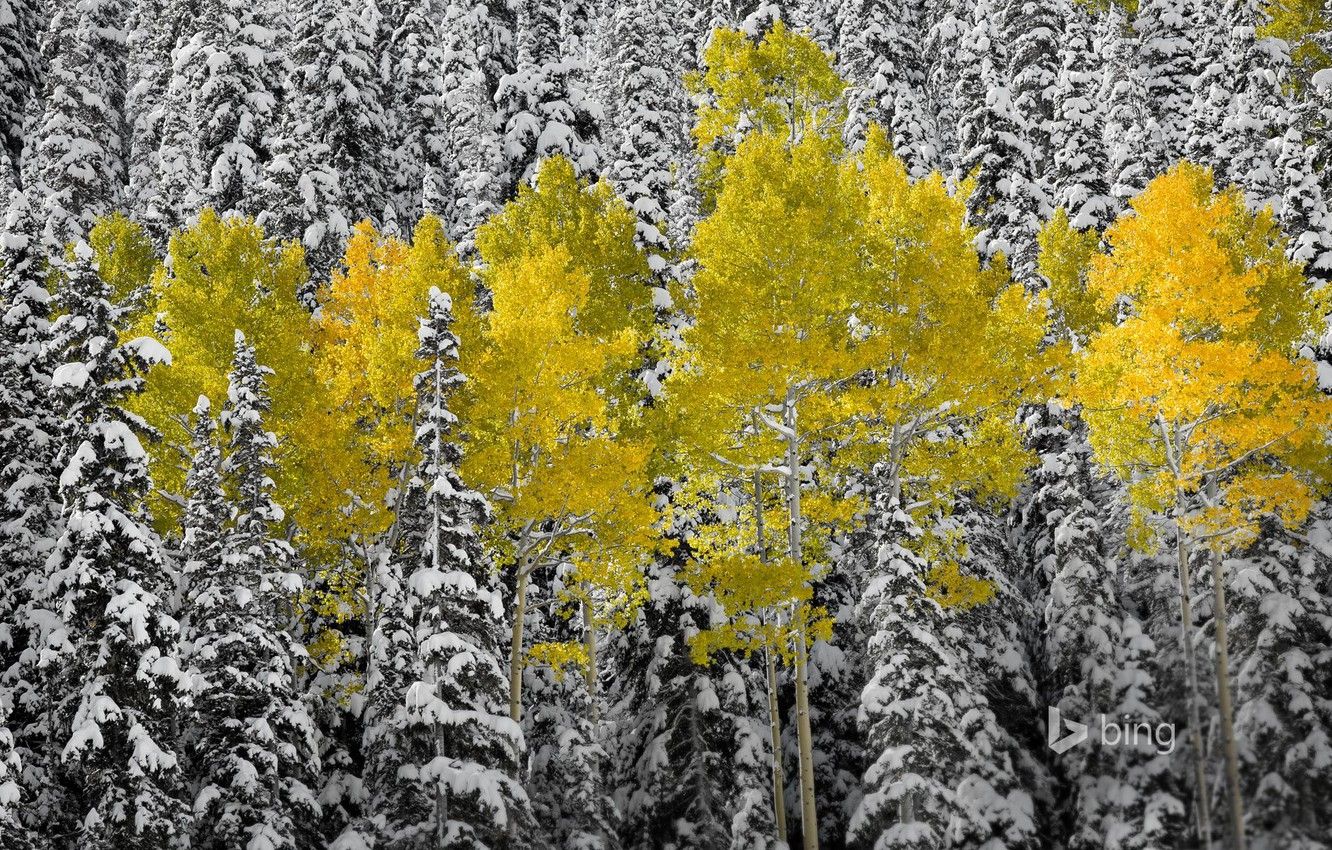 Wallpaper autumn, forest, leaves, snow, spruce, Colorado, USA