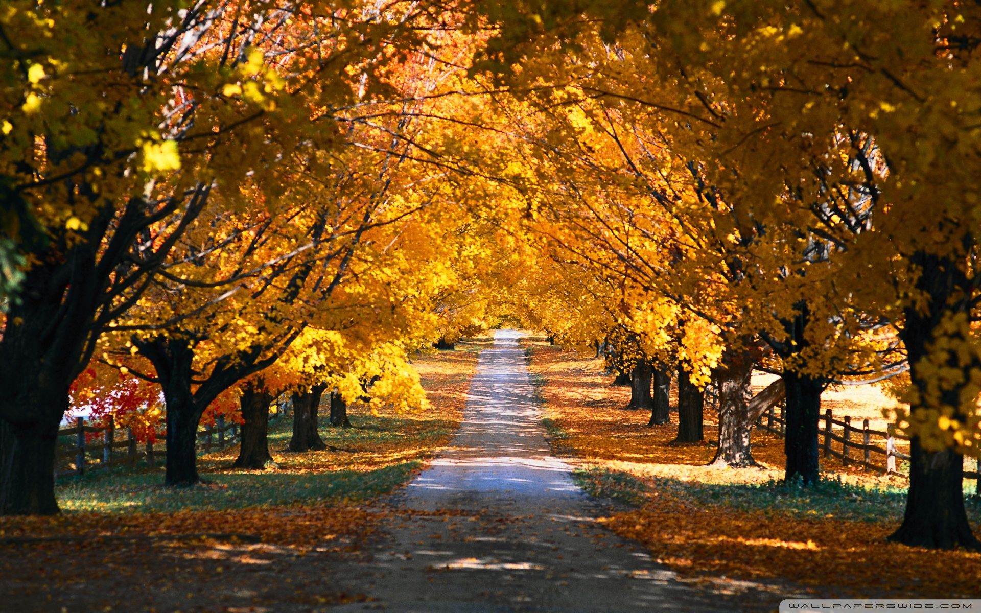 Autumn Trees Along The Road Ultra HD Desktop Background Wallpaper
