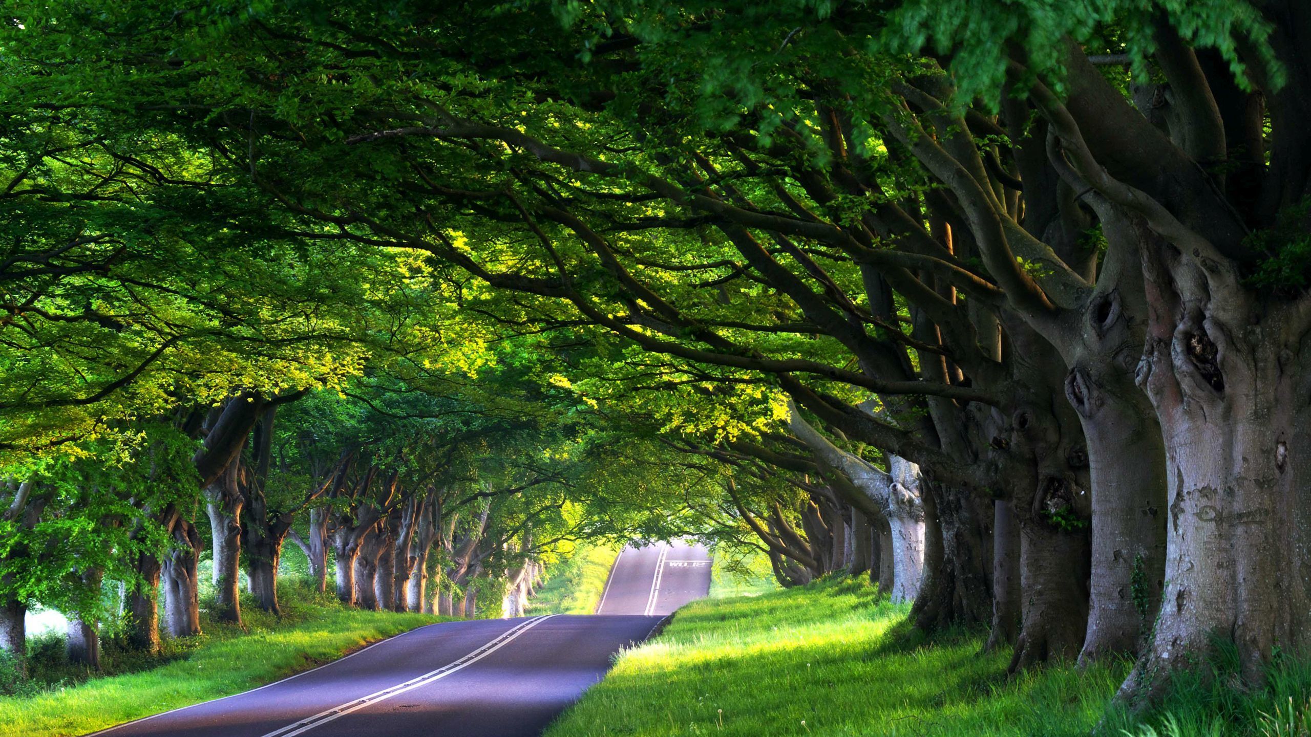 Trees Along The Road Wallpapers - Wallpaper Cave