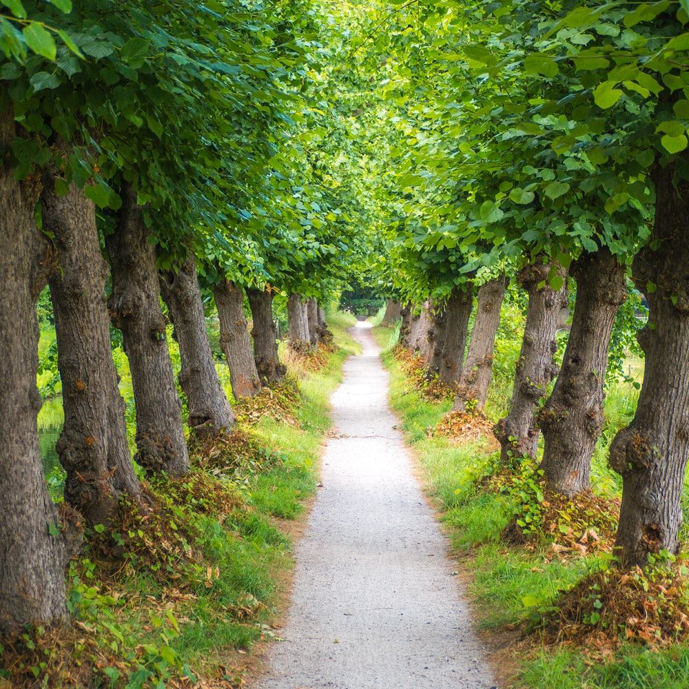 Green Road Picture. Download Free Image